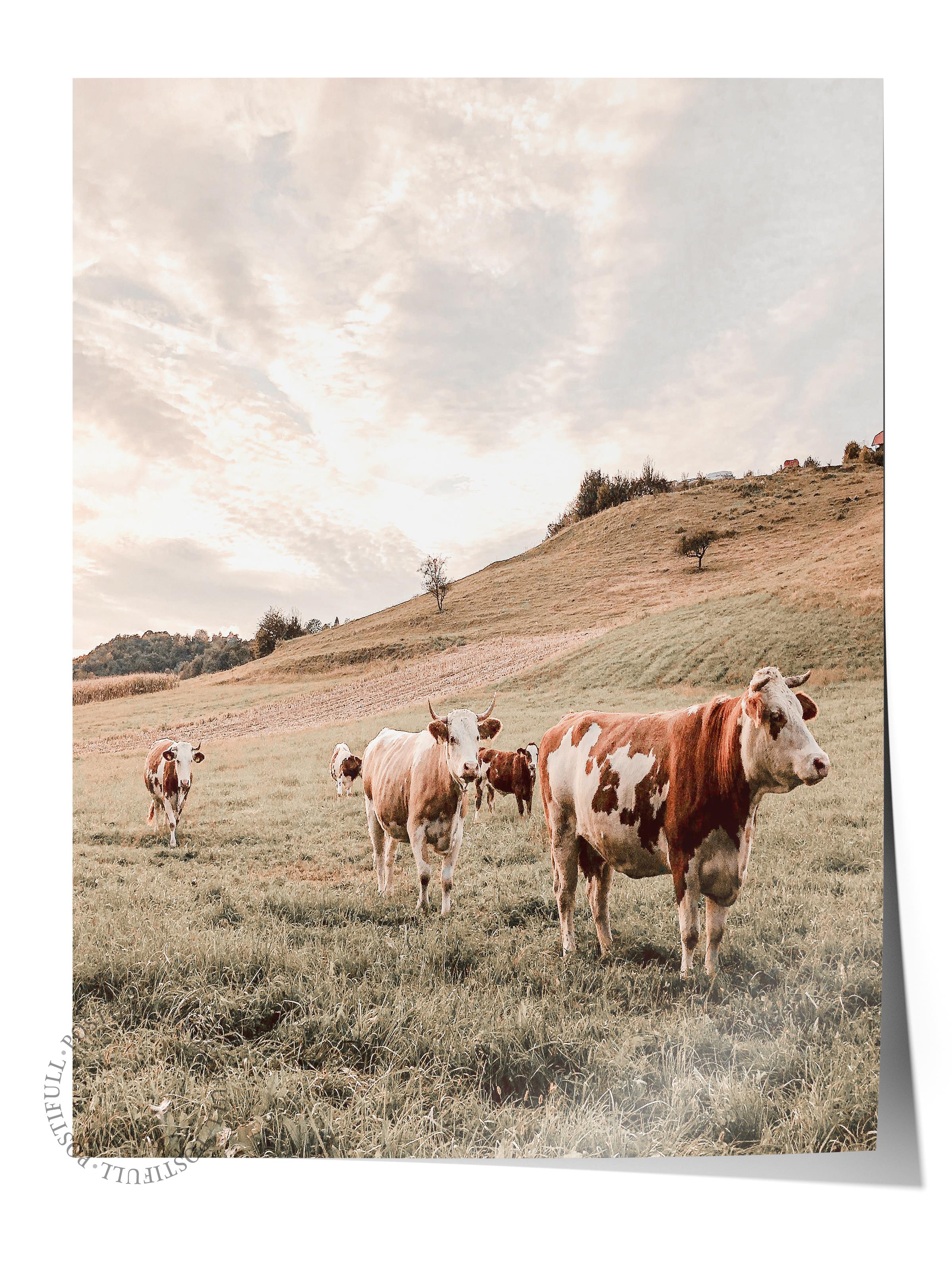 Rustic Çerçevesiz Poster, İskandinav Beyaz Poster, NO:396 İnekler Fotoğraf