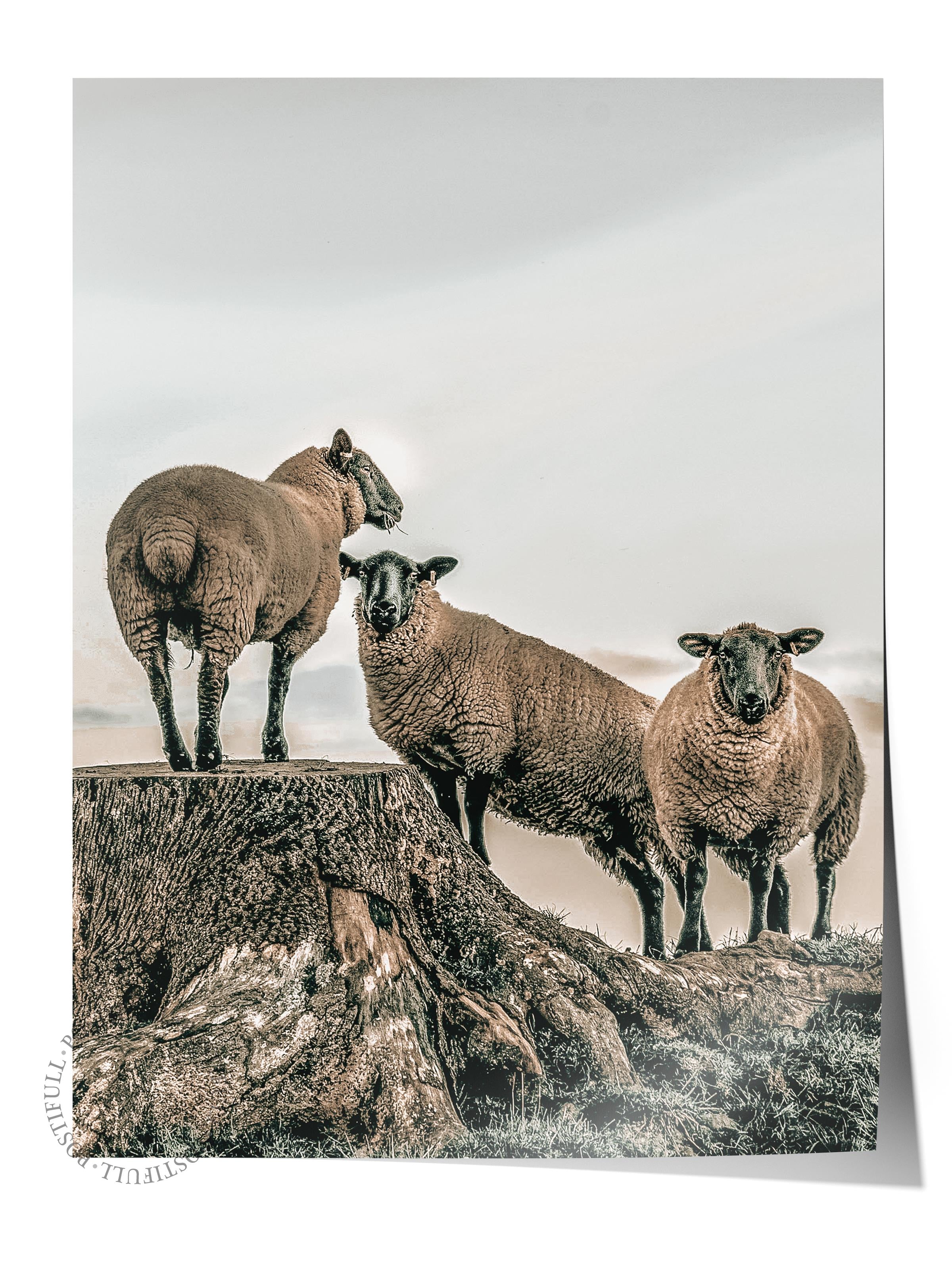 Rustic Çerçevesiz Poster, İskandinav Beyaz Poster, NO:399 Koyunlar Fotoğraf