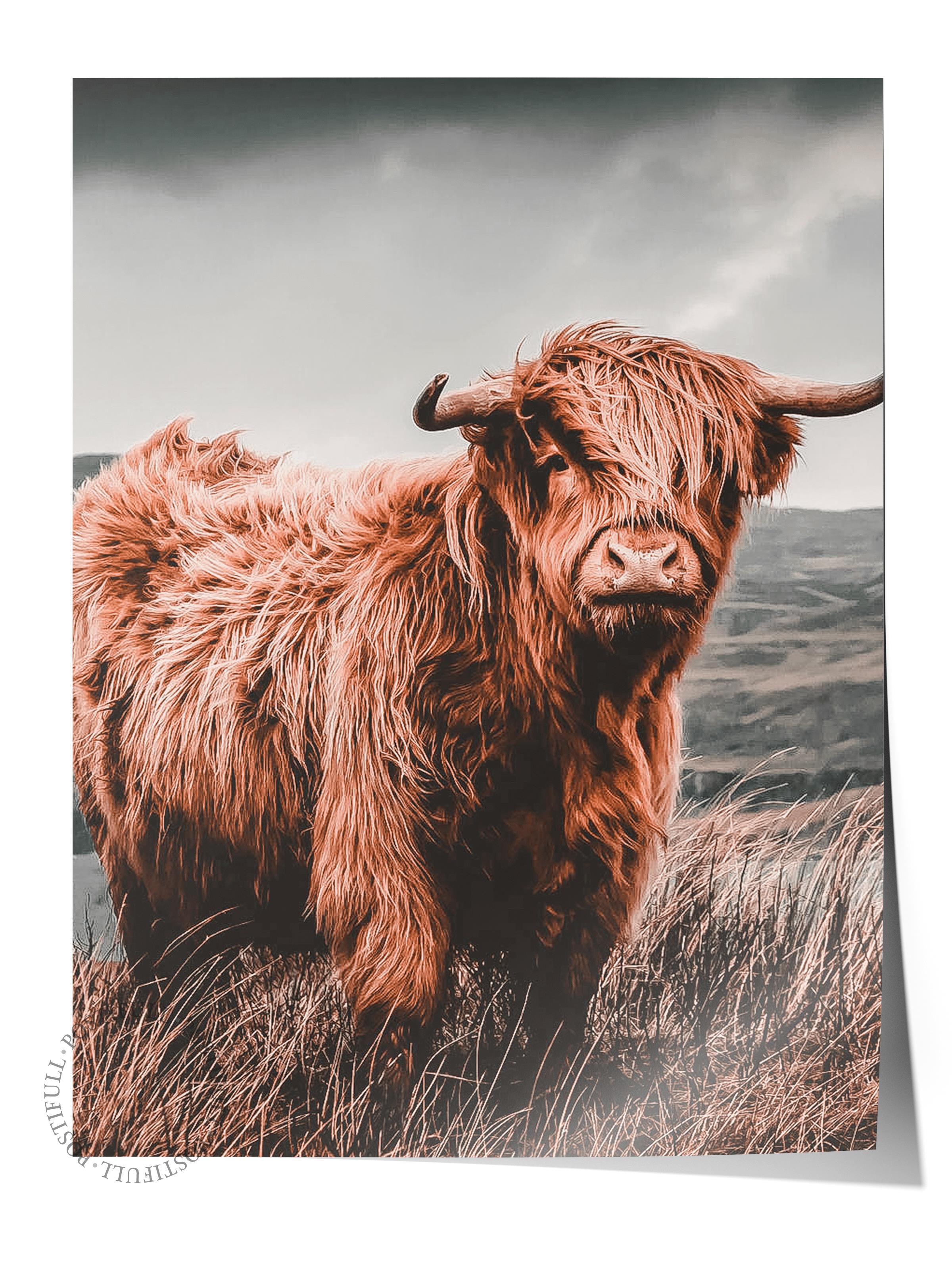 Rustic Çerçevesiz Poster, İskandinav Kahverengi Poster, NO:101 Highland Sığırı Fotoğraf, Dikey