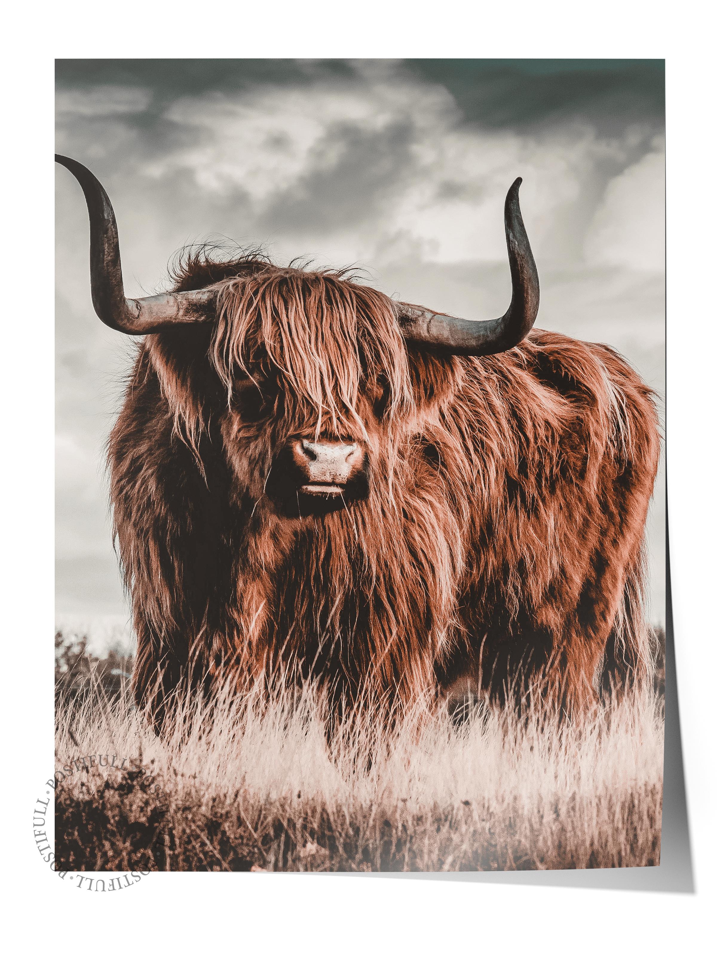 Rustic Çerçevesiz Poster, İskandinav Kahverengi Poster, NO:108 Highland Sığırı Fotoğraf, Dikey