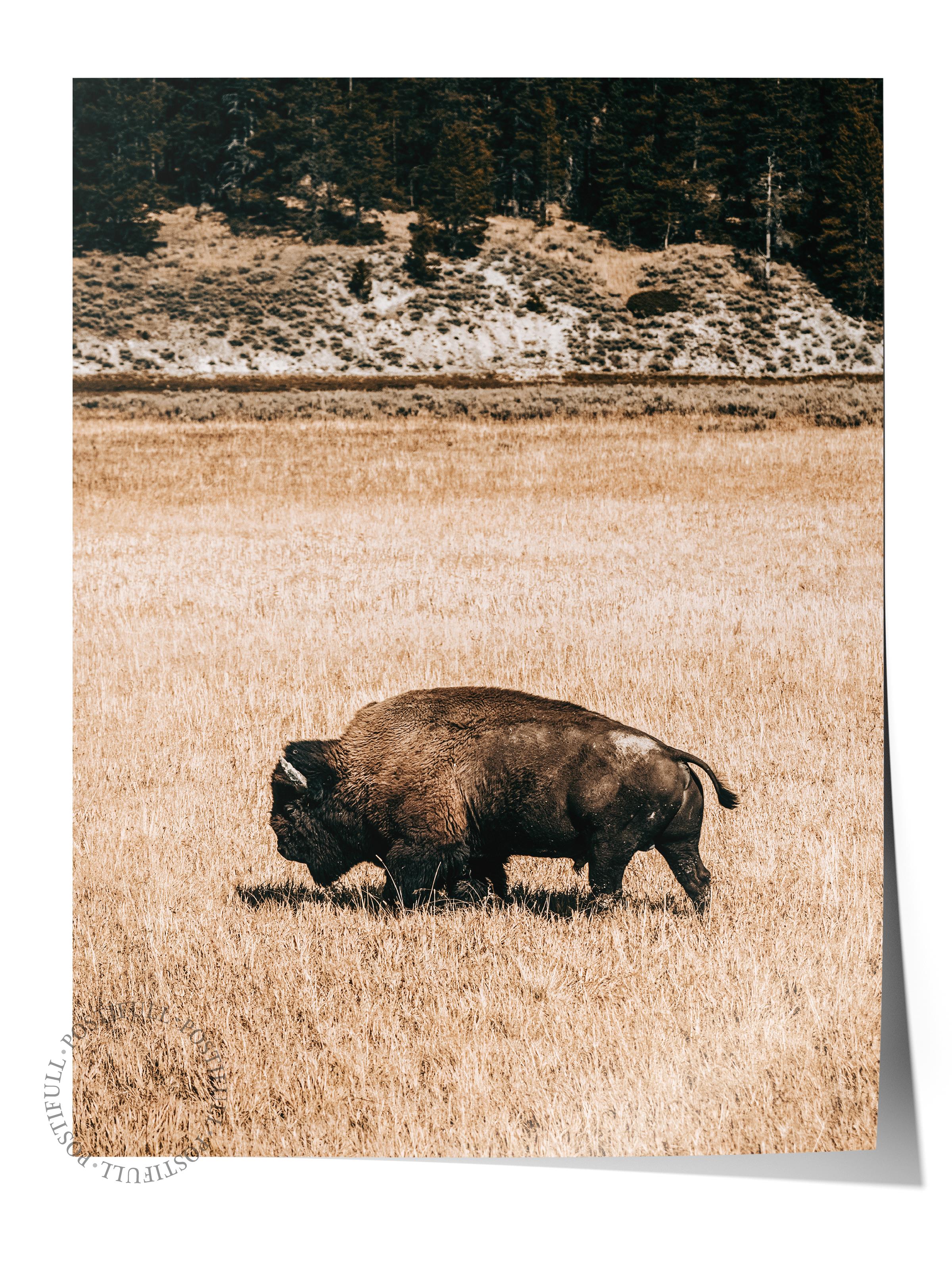 Rustic Çerçevesiz Poster, İskandinav Kahverengi Poster, NO:122 Otlayan Bison Fotoğraf, Dikey