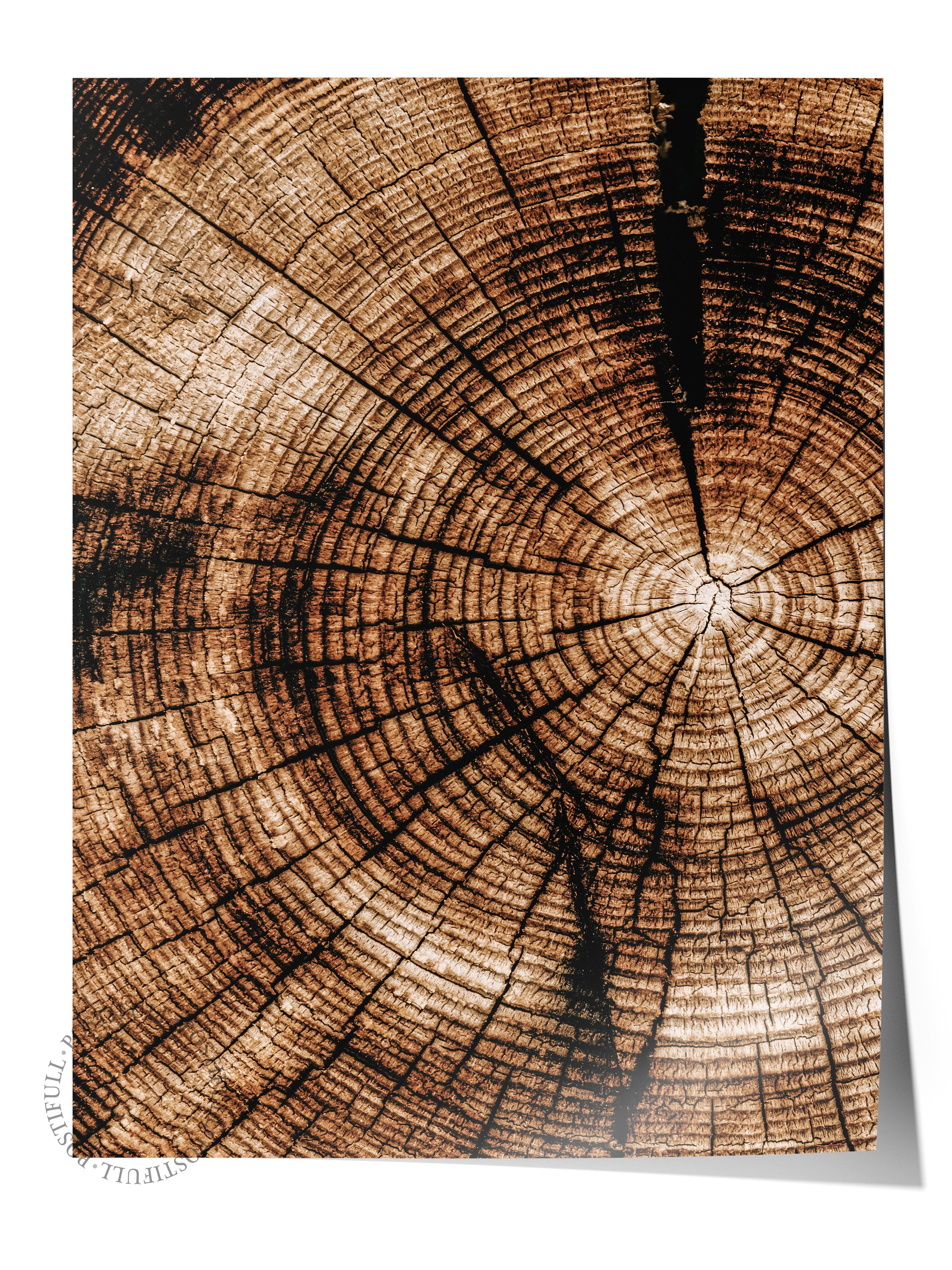 Rustic Çerçevesiz Poster, İskandinav Kahverengi Poster, NO:124 Ağaç Kesiti Fotoğraf, Dikey