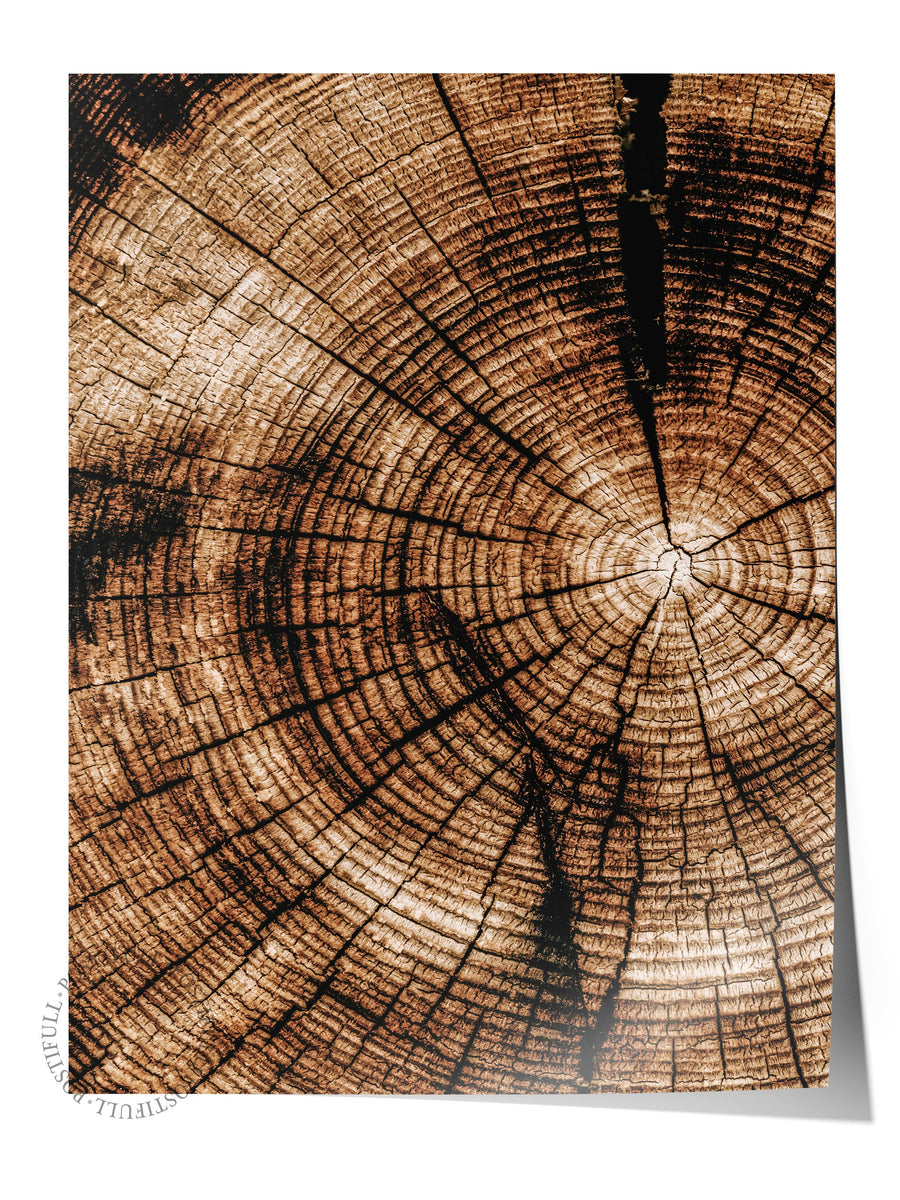 Farklı Tonlarda Yıllık Halkalar Rustic Çerçevesiz Poster
