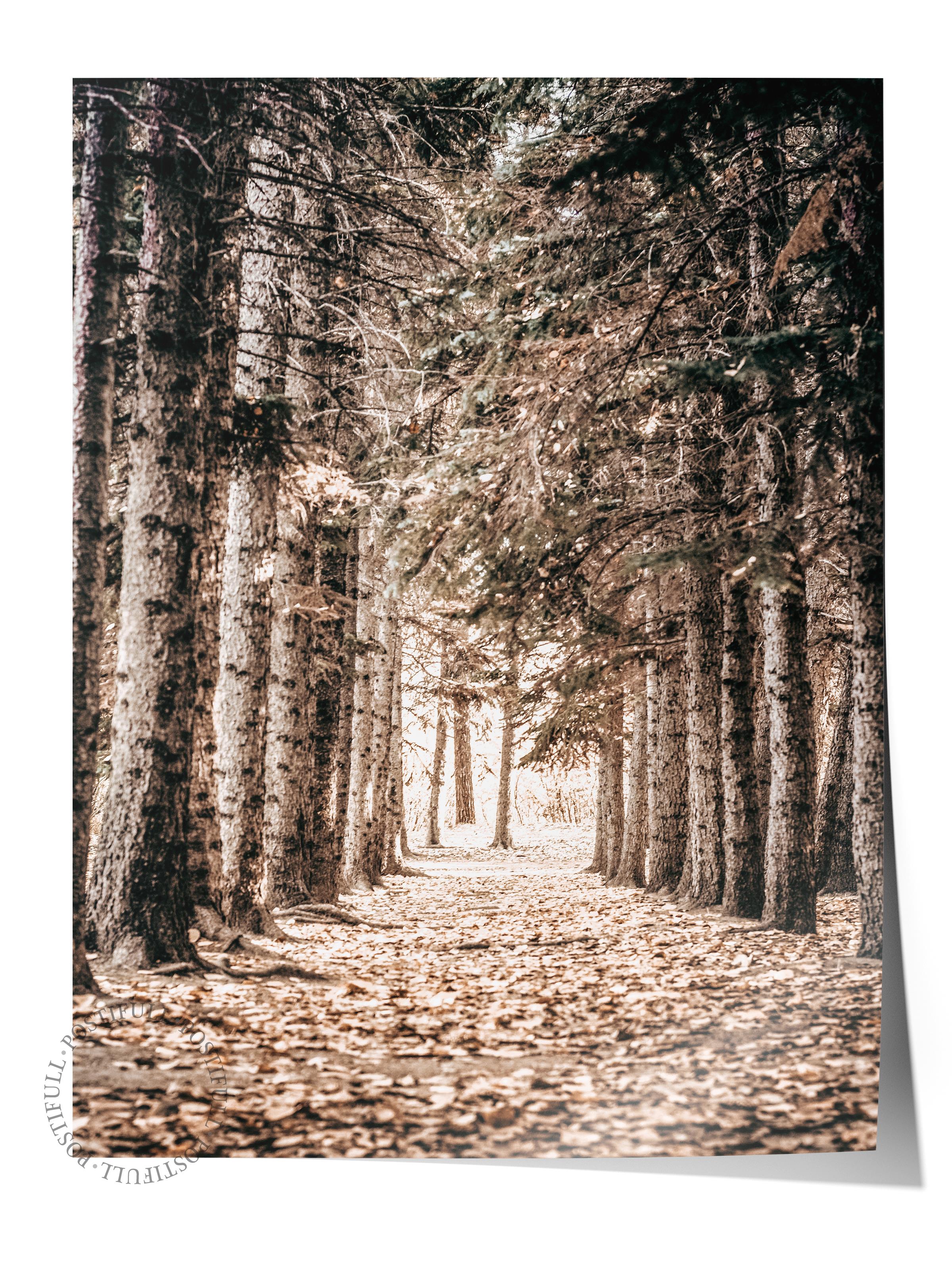 Rustic Çerçevesiz Poster, İskandinav Kahverengi Poster, NO:142 Orman Yolu Fotoğraf, Dikey