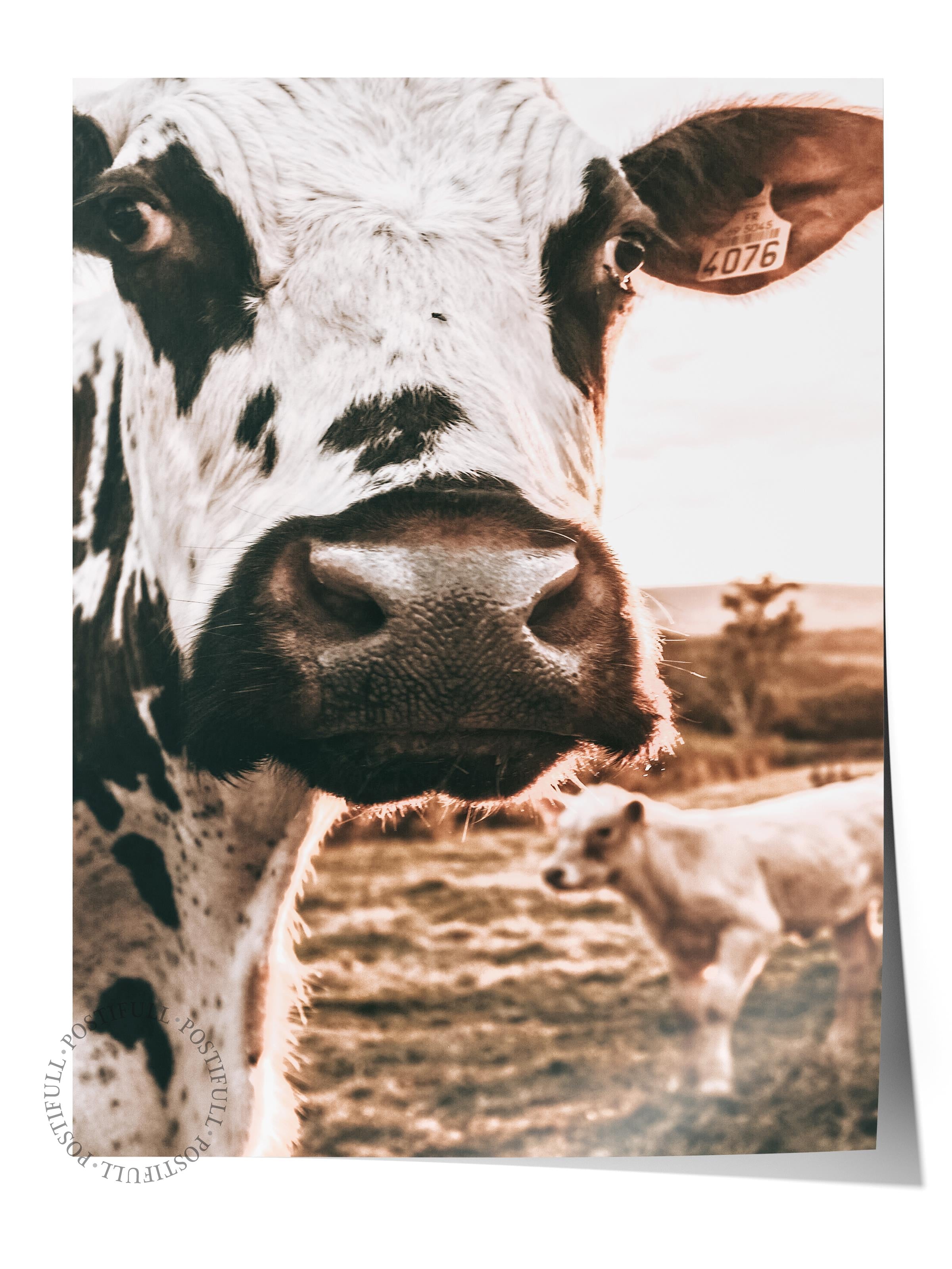 Rustic Çerçevesiz Poster, İskandinav Kahverengi Poster, NO:150 İnek Yakın Plan Fotoğraf, Dikey