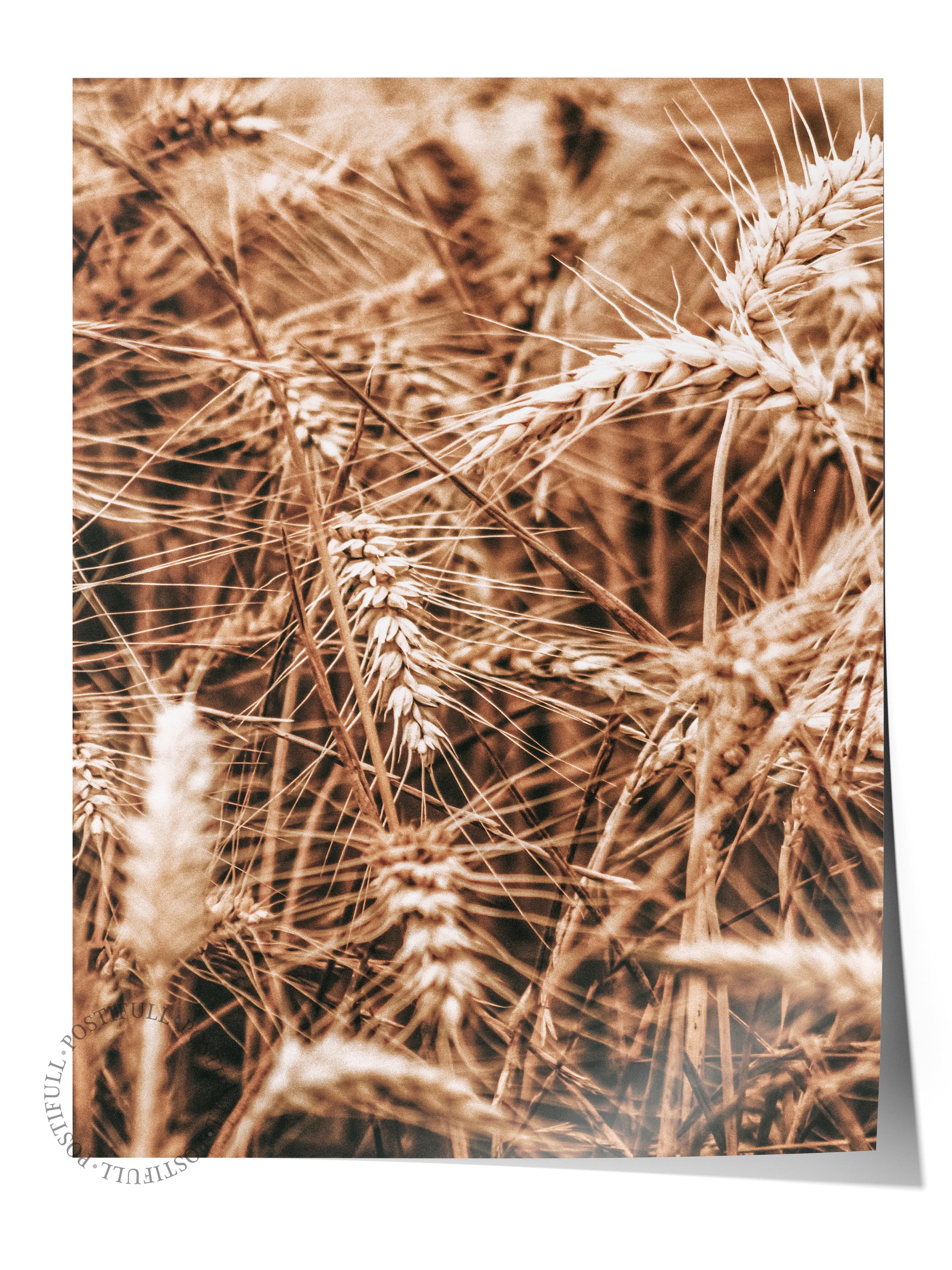 Rustic Çerçevesiz Poster, İskandinav Kahverengi Poster NO:152 Kurutulmuş Bitkiler Yakın Plan Fotoğraf