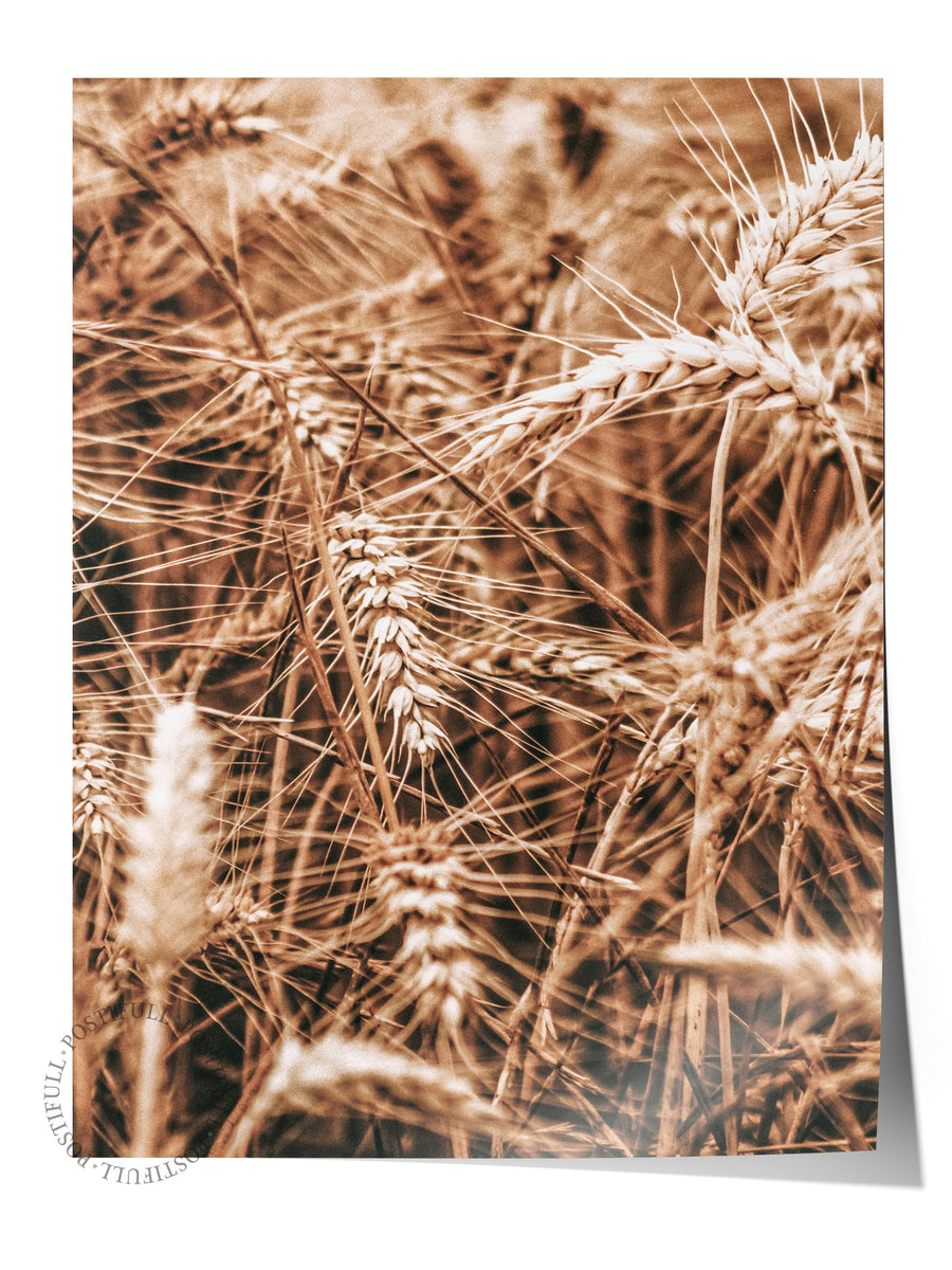 Farklı Tonlarda Buğday Tarlası Rustic Çerçevesiz Poster