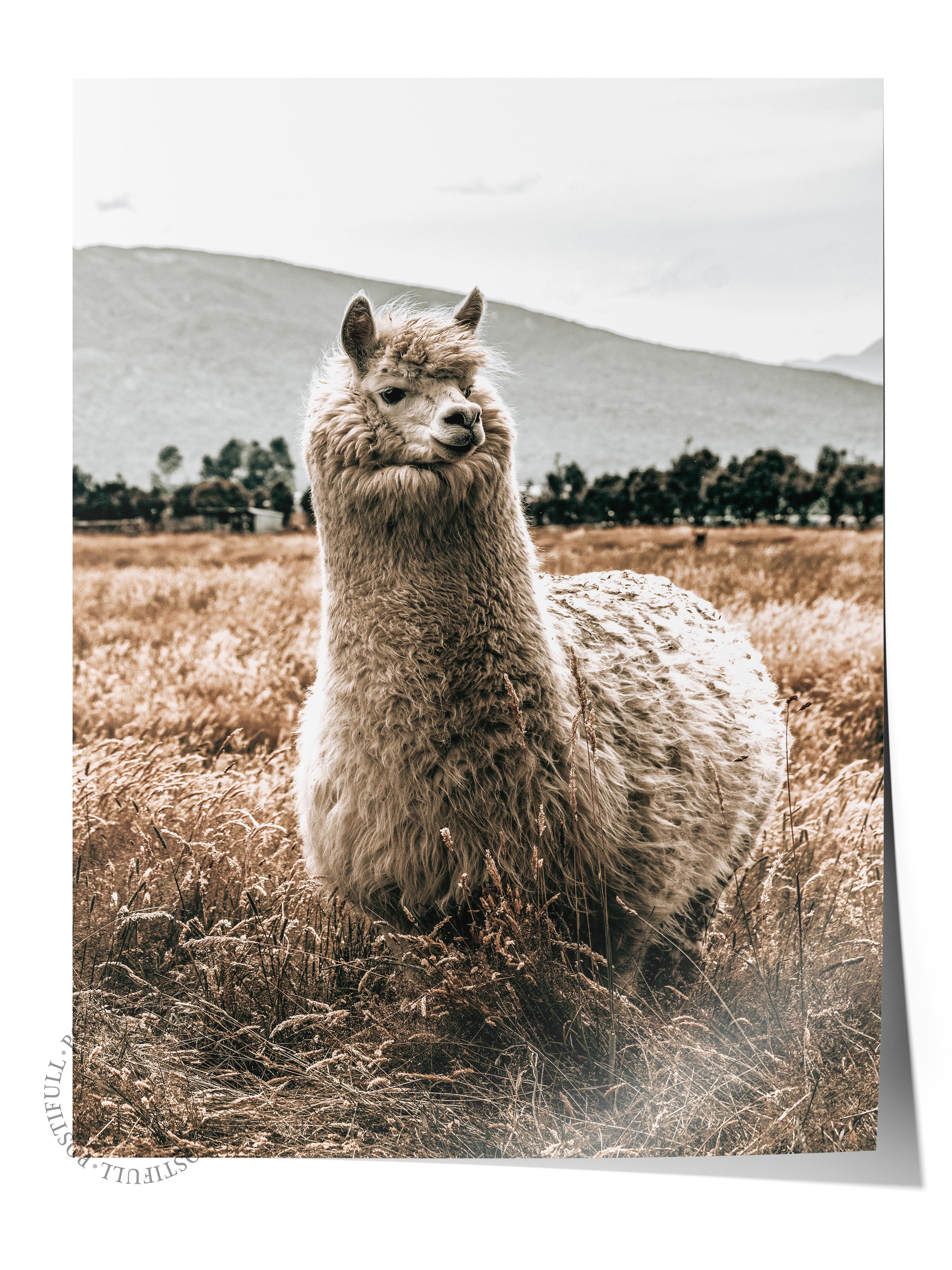 Rustic Çerçevesiz Poster, İskandinav Kahverengi Poster, NO:169 Lama Yakın Plan Fotoğraf, Dikey
