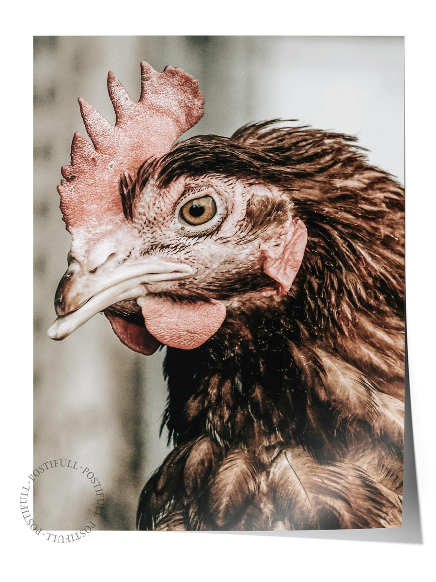 Tavuk Portresi Rustic Çerçevesiz Poster