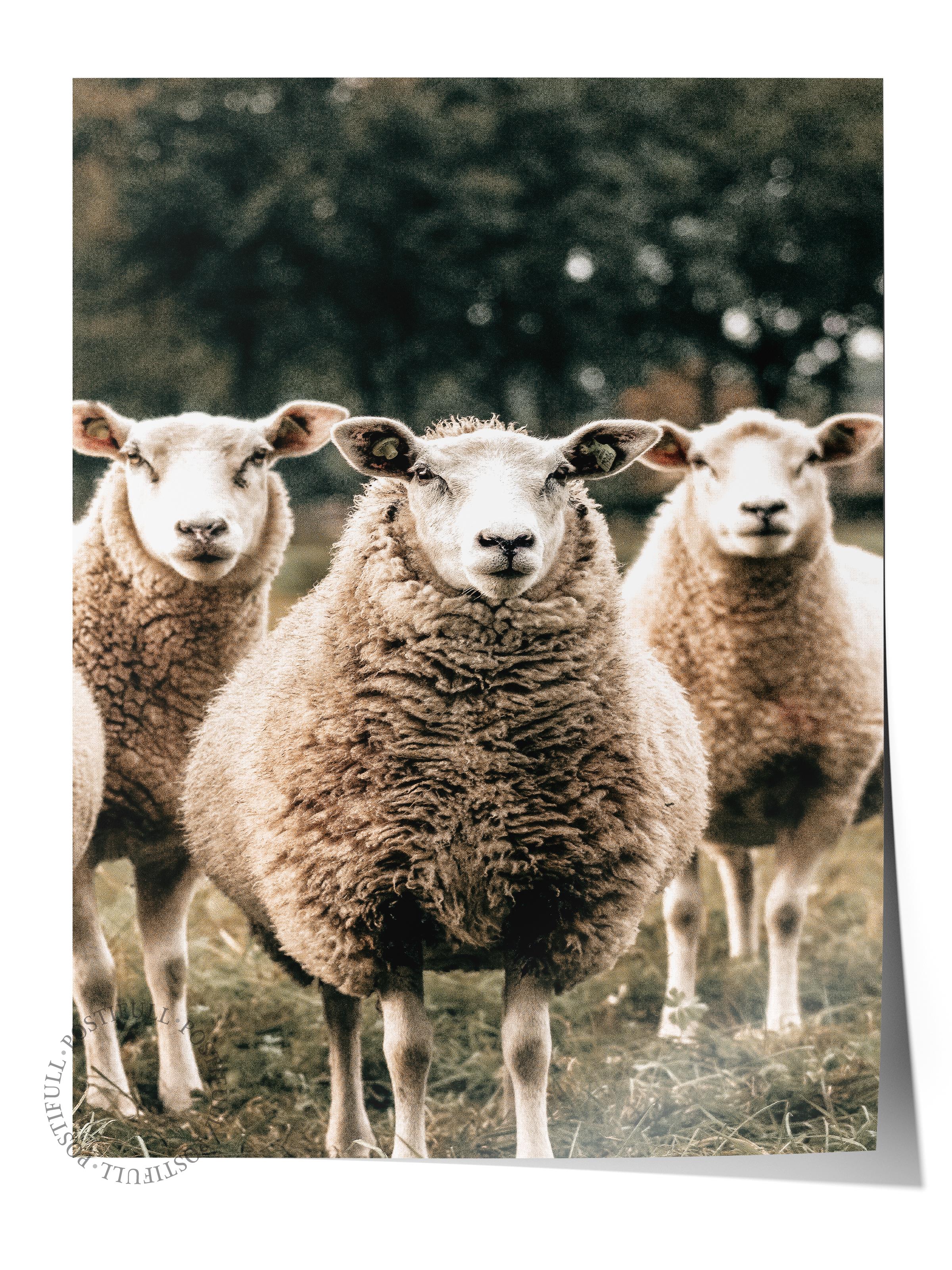Rustic Çerçevesiz Poster, İskandinav Kahverengi Poster, NO:209 Koyunlar Fotoğraf, Dikey