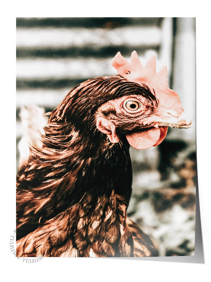 Horoz Portresi Rustic Çerçevesiz Poster