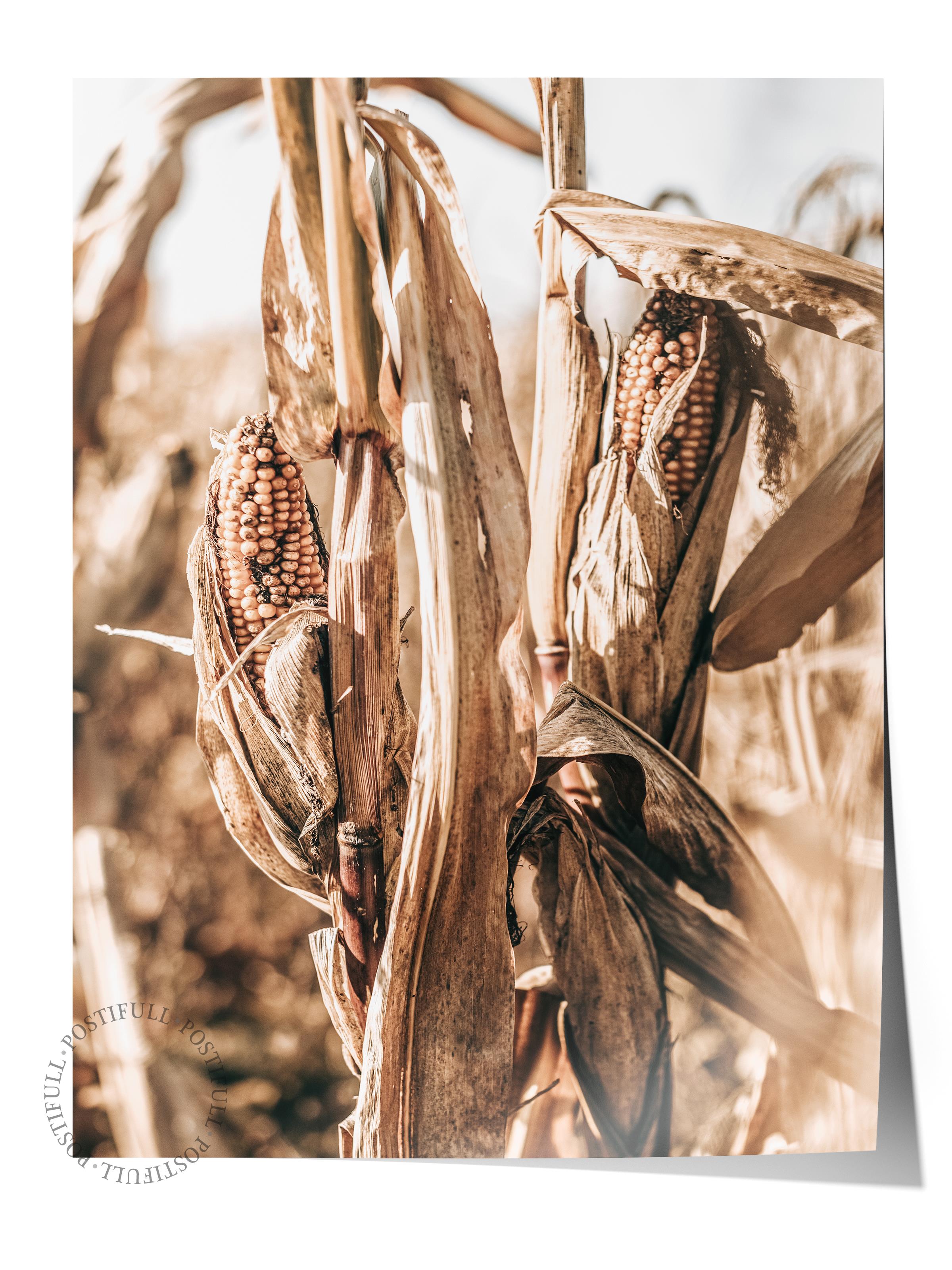Rustic Çerçevesiz Poster, İskandinav Kahverengi Poster, NO:212 Mısır Tarlası Fotoğraf, Dikey