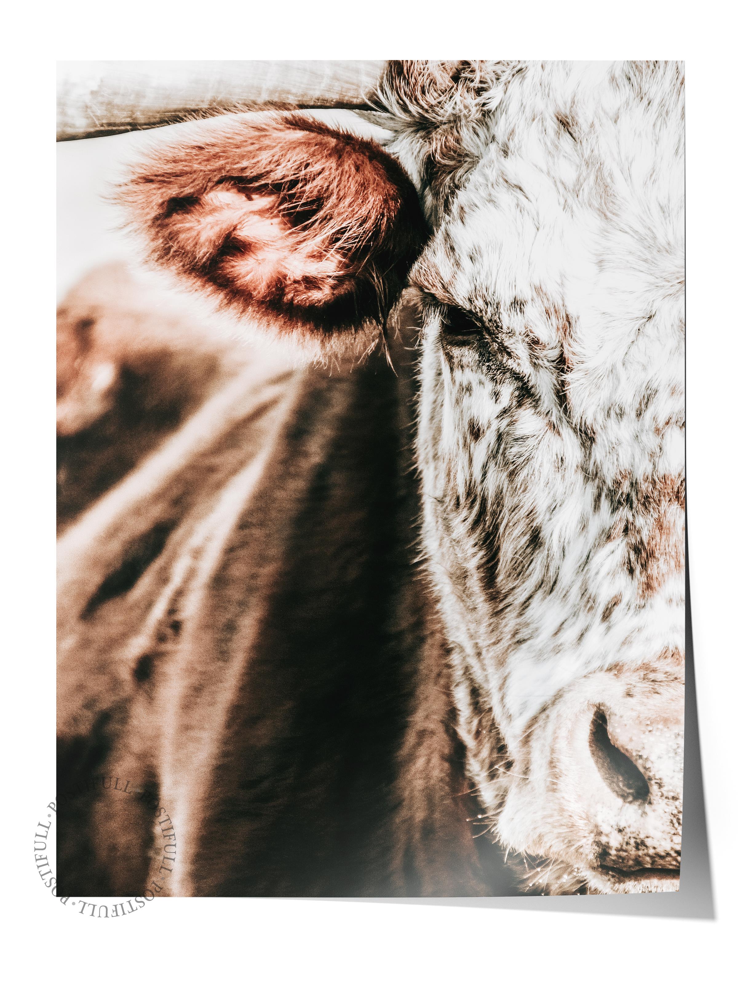 Rustic Çerçevesiz Poster, İskandinav Kahverengi Poster, NO:214 İnek Yakın Plan Fotoğraf, Dikey
