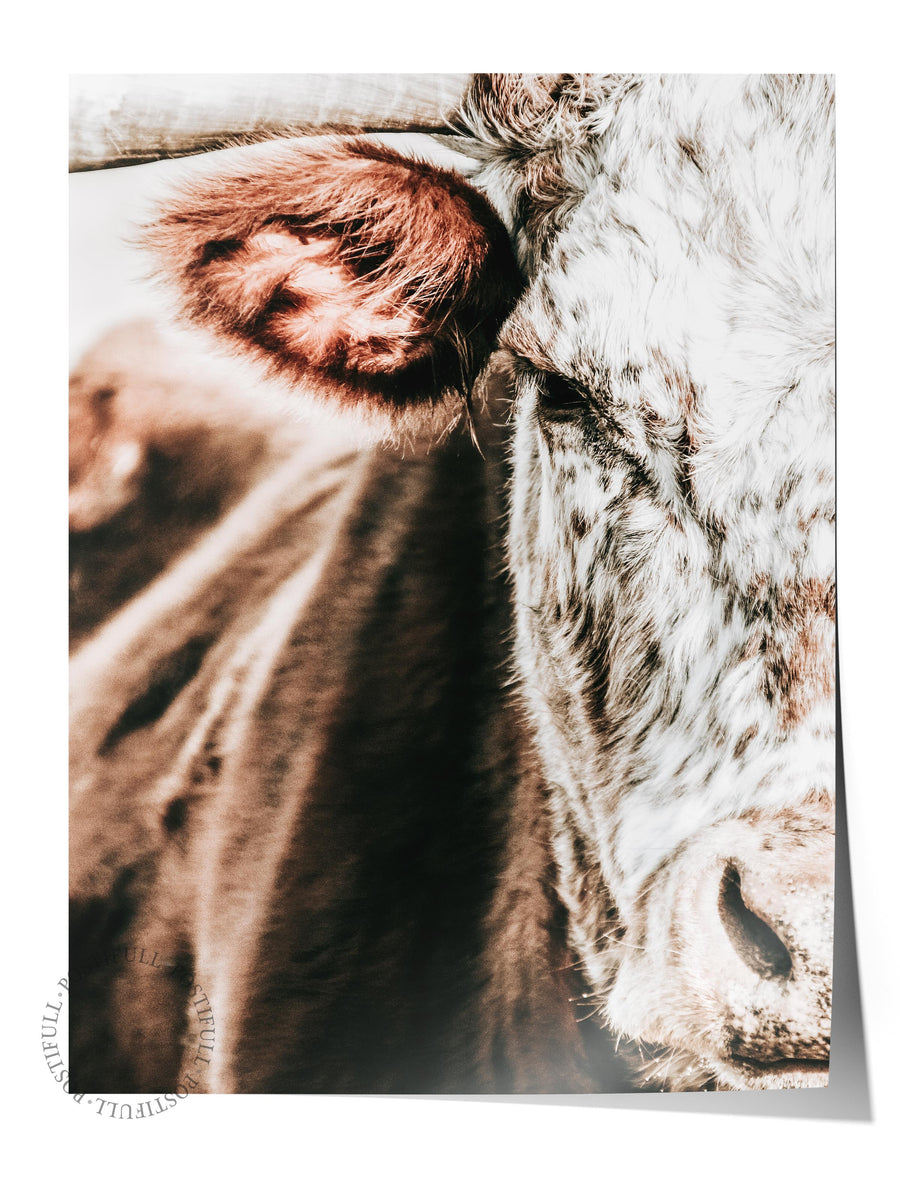 Sığır Portresi Rustic Çerçevesiz Poster