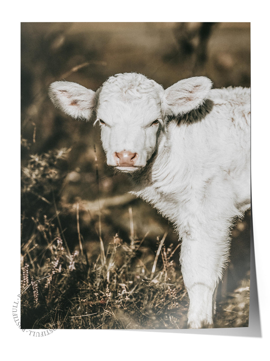 Buzağı Fotoğrafı Rustic Çerçevesiz Poster