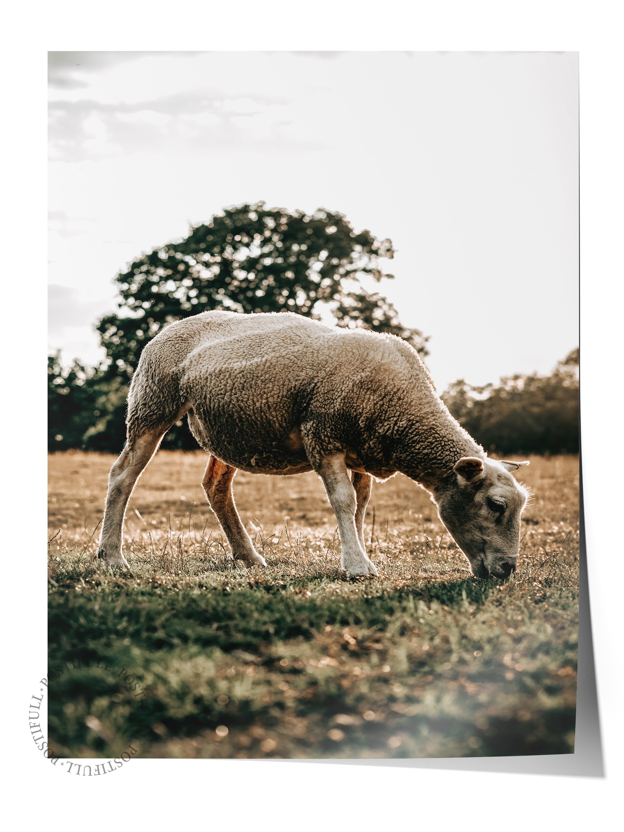 Rustic Çerçevesiz Poster, İskandinav Kahverengi Poster, NO:217 Koyun Fotoğraf, Dikey