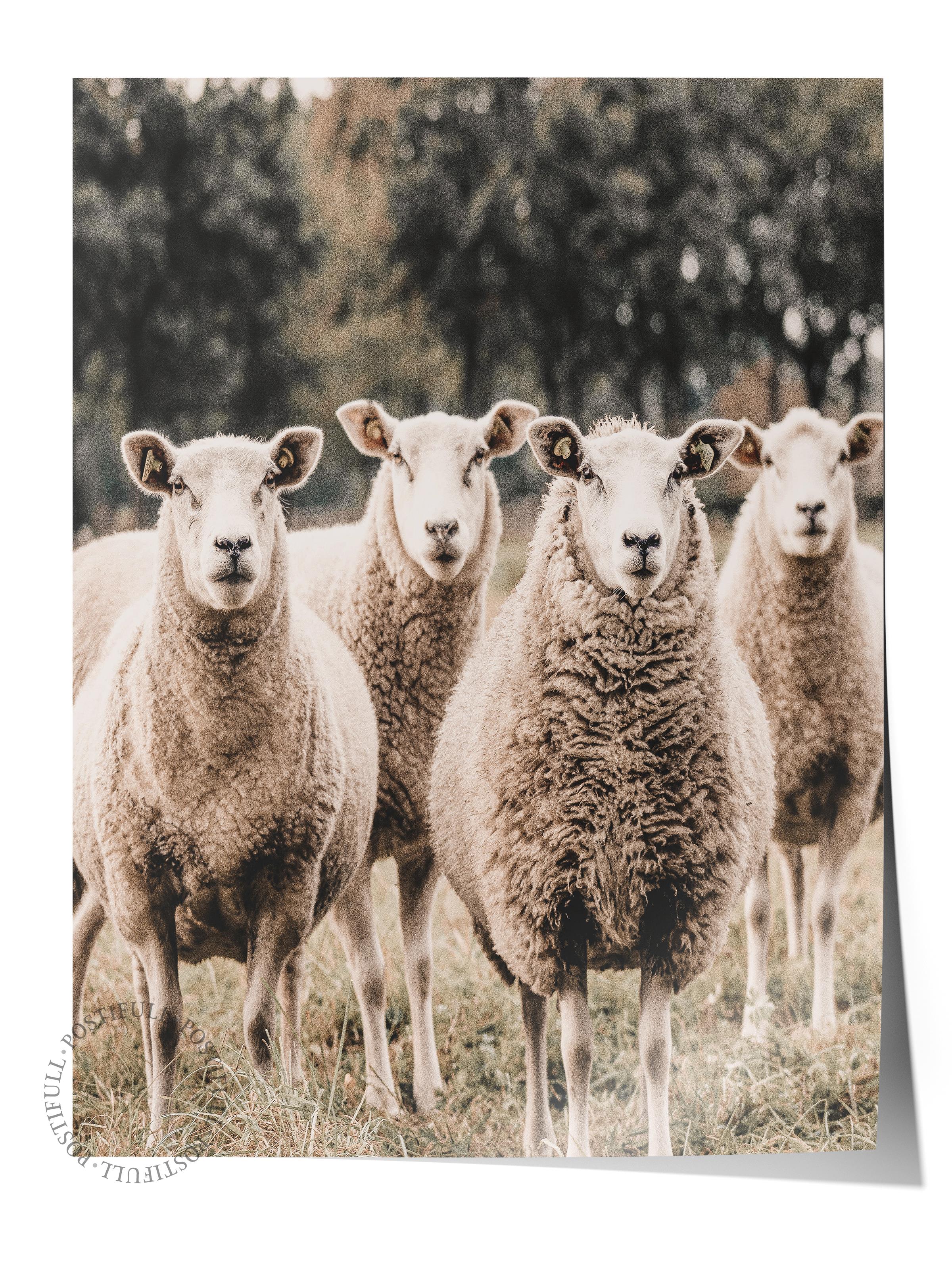 Rustic Çerçevesiz Poster, İskandinav Kahverengi Poster, NO:264 Koyunlar Fotoğraf, Dikey