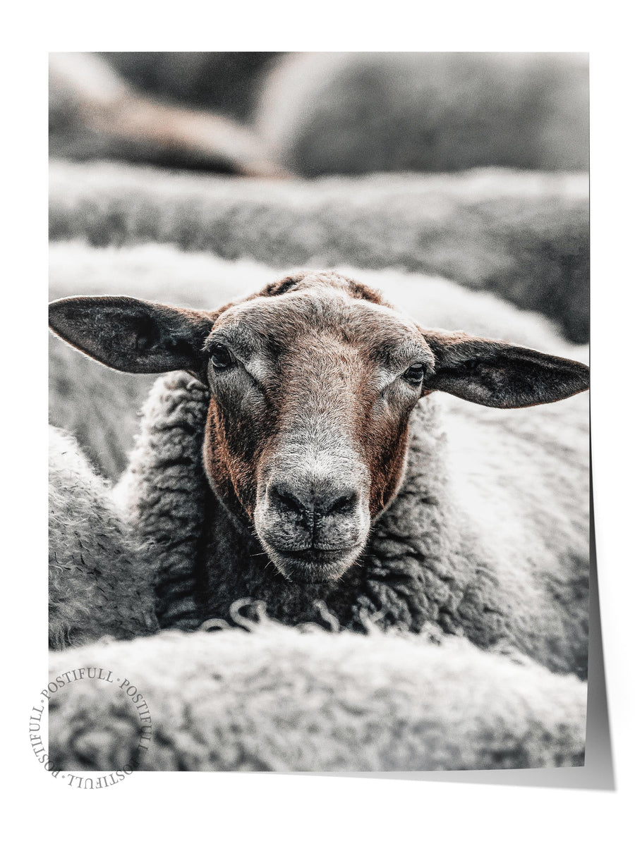 Farklı Tonlarda Koyun Portresi Rustic Çerçevesiz Poster