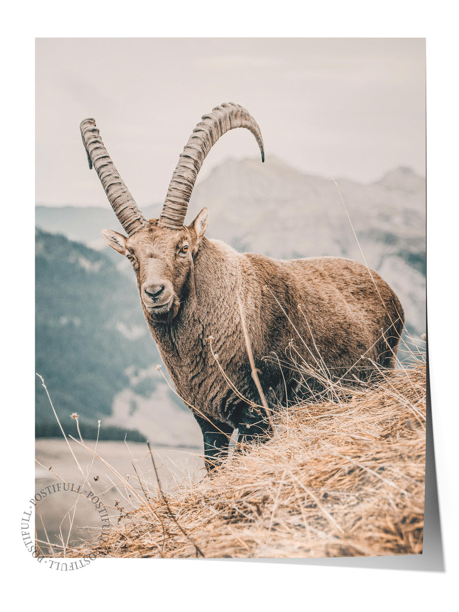 Vahşi Keçi Rustic Çerçevesiz Poster