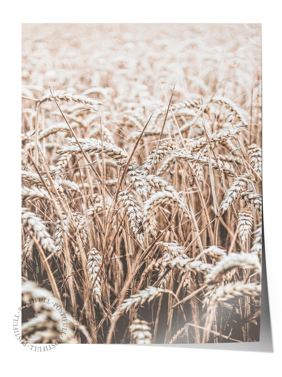 Farklı Tonlarda Buğday Tarlası Rustic Çerçevesiz Poster