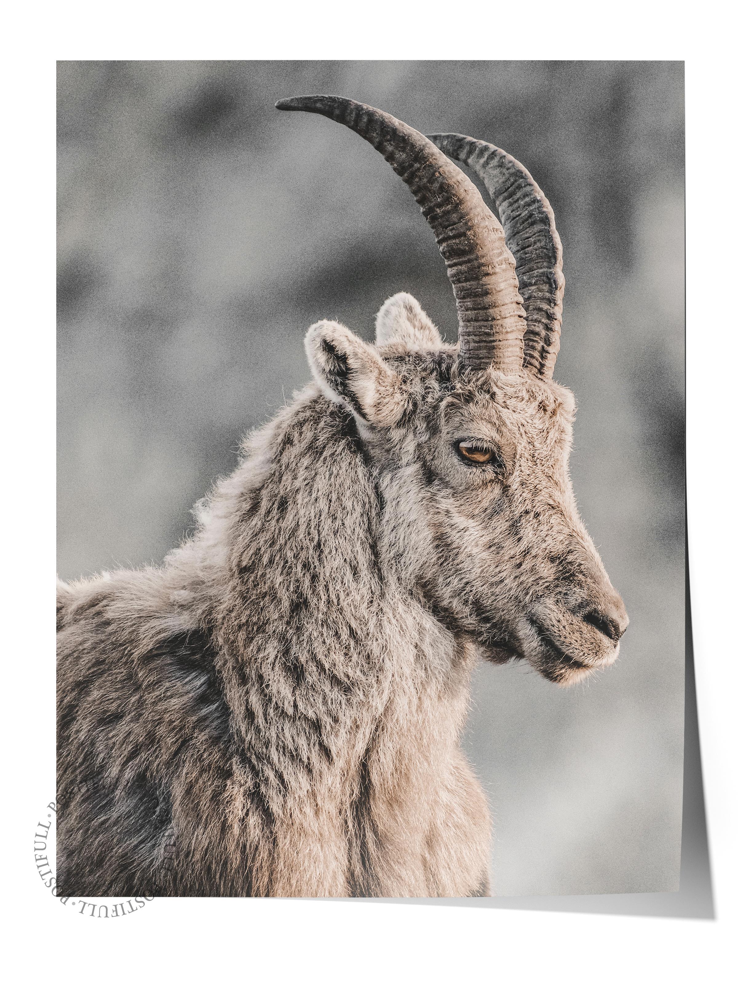 Rustic Çerçevesiz Poster, İskandinav Kahverengi Poster, NO:295 Dağ Keçisi Fotoğraf, Dikey