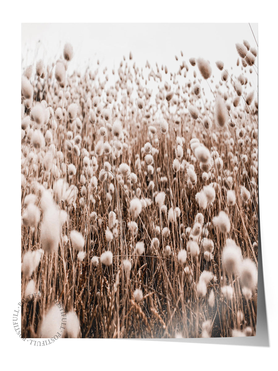 Kurumuş Pampas Otu Rustic Çerçevesiz Poster