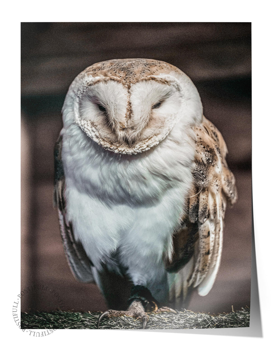 Baykuş Fotoğrafı Rustic Çerçevesiz Poster