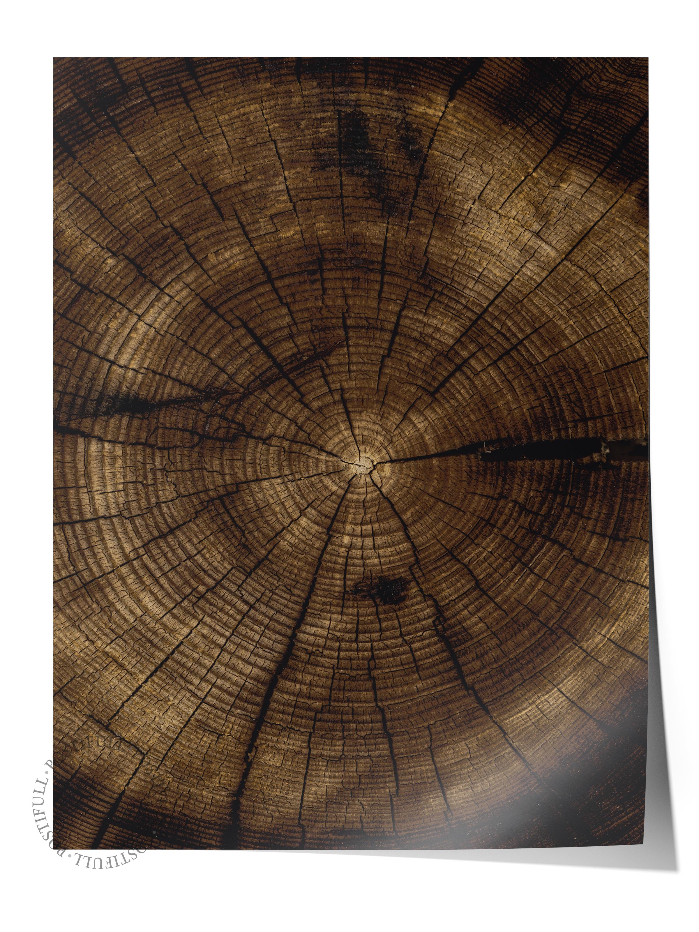 Rustic Çerçevesiz Poster, İskandinav Kahverengi Poster, NO:40 Ağaç Kesiti 2 Fotoğraf, Dikey