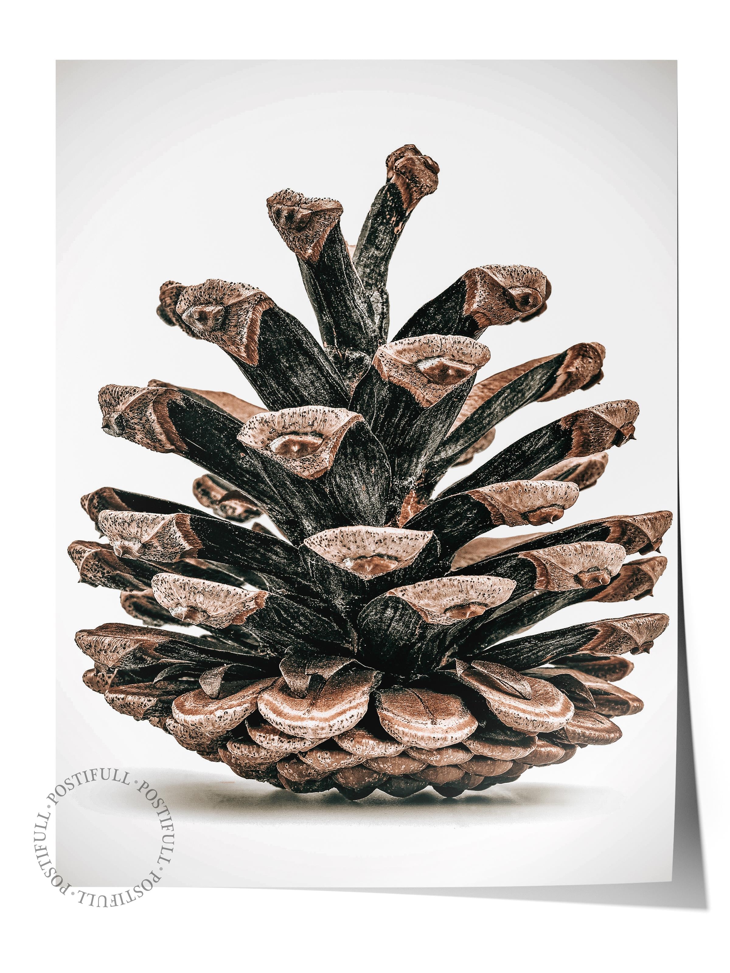 Rustic Çerçevesiz Poster, İskandinav Kahverengi Poster, NO:402 Kozalak Fotoğraf