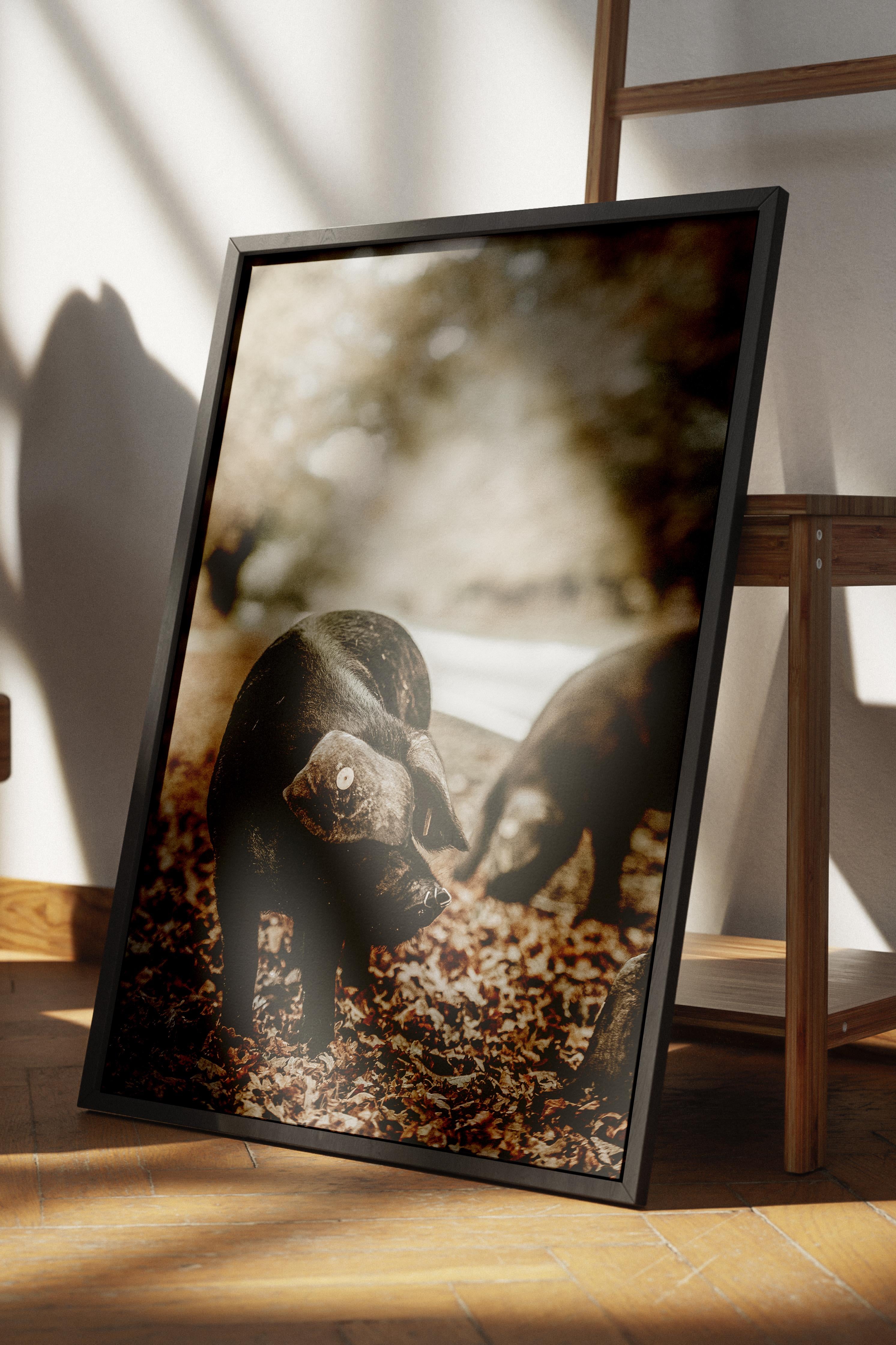 Rustic Çerçevesiz Poster, İskandinav Kahverengi Poster, NO:417 Domuzlar Fotoğraf