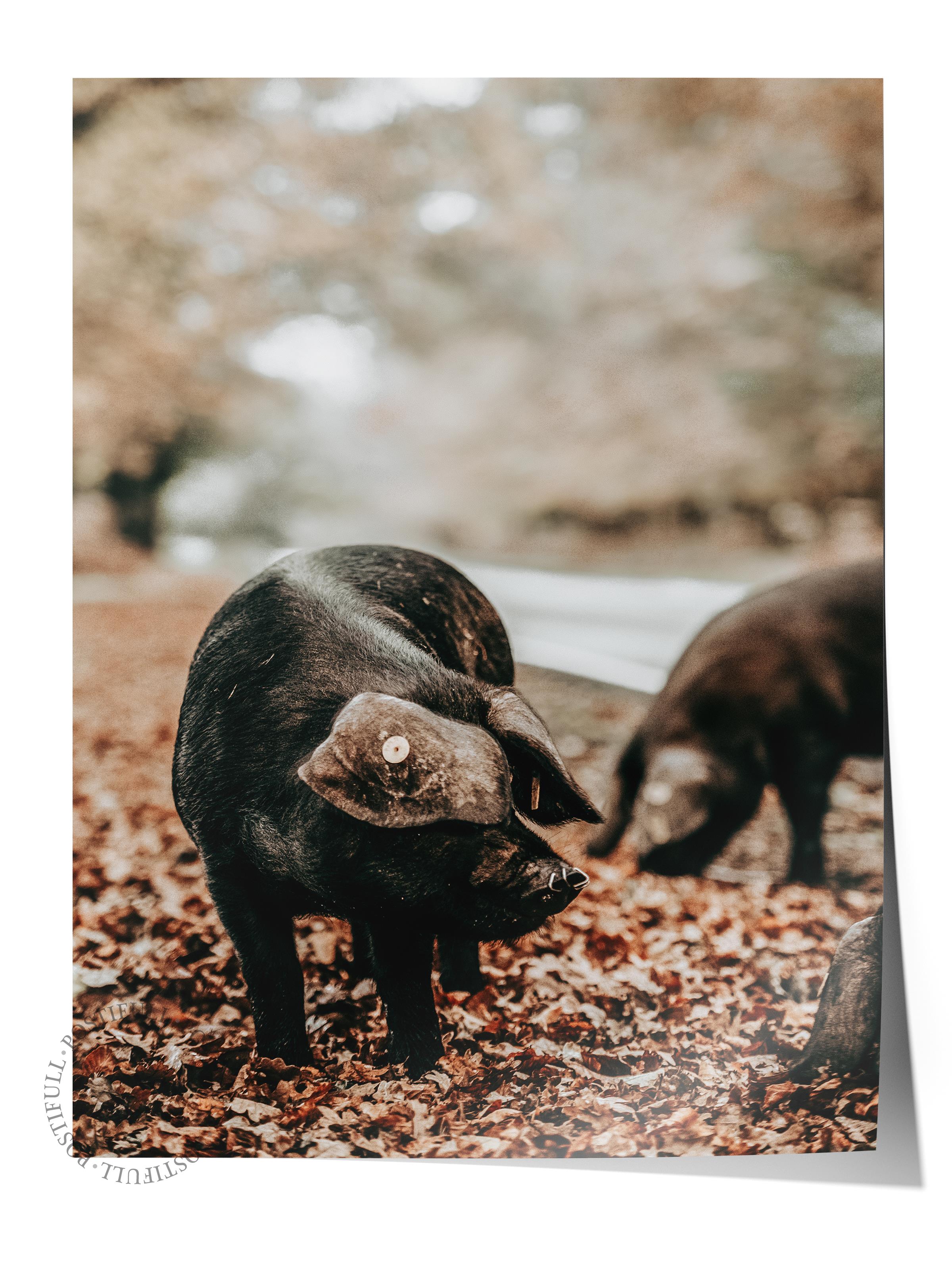 Rustic Çerçevesiz Poster, İskandinav Kahverengi Poster, NO:417 Domuzlar Fotoğraf
