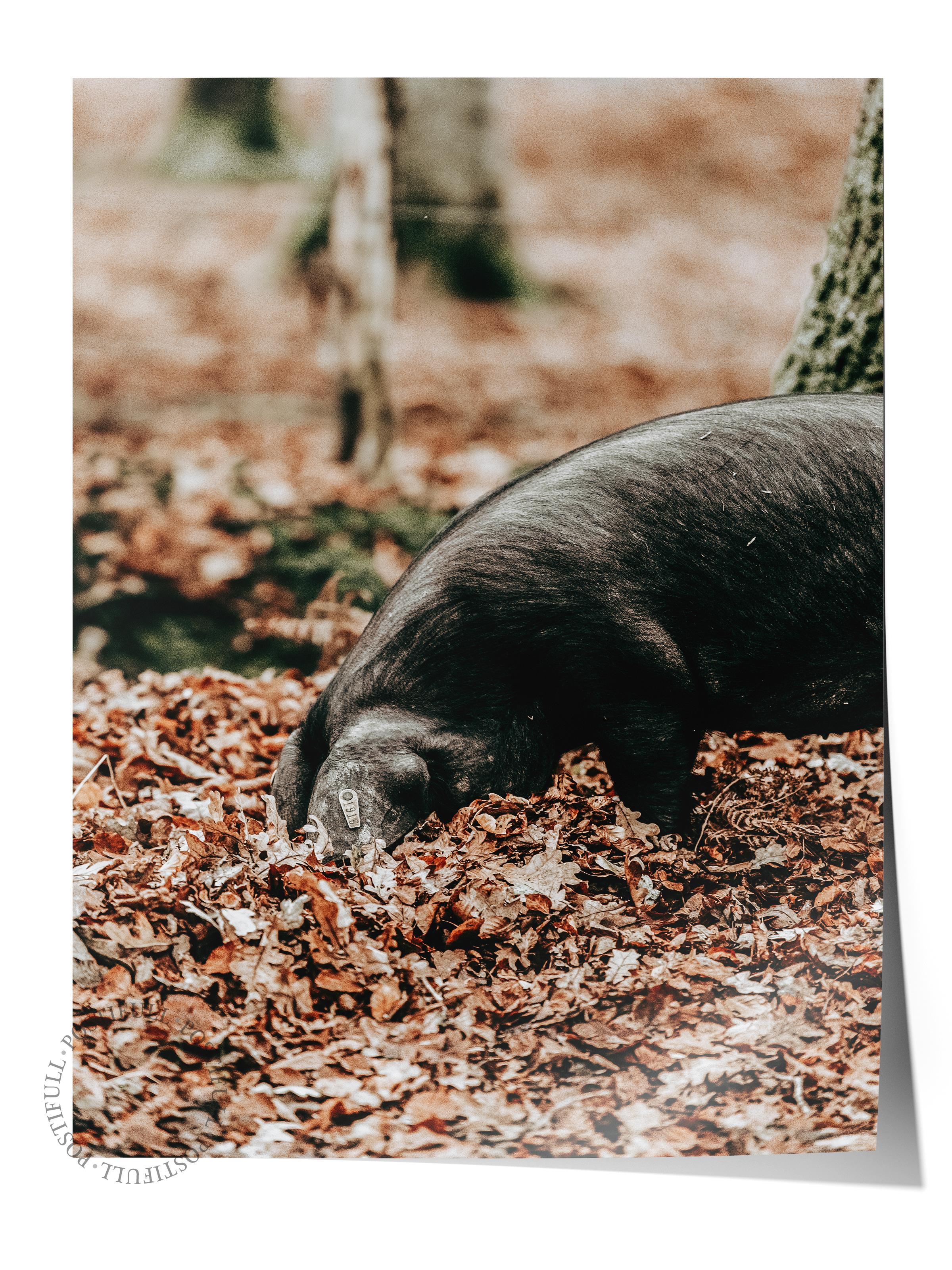 Rustic Çerçevesiz Poster, İskandinav Kahverengi Poster, NO:418 Domuzlar Fotoğraf