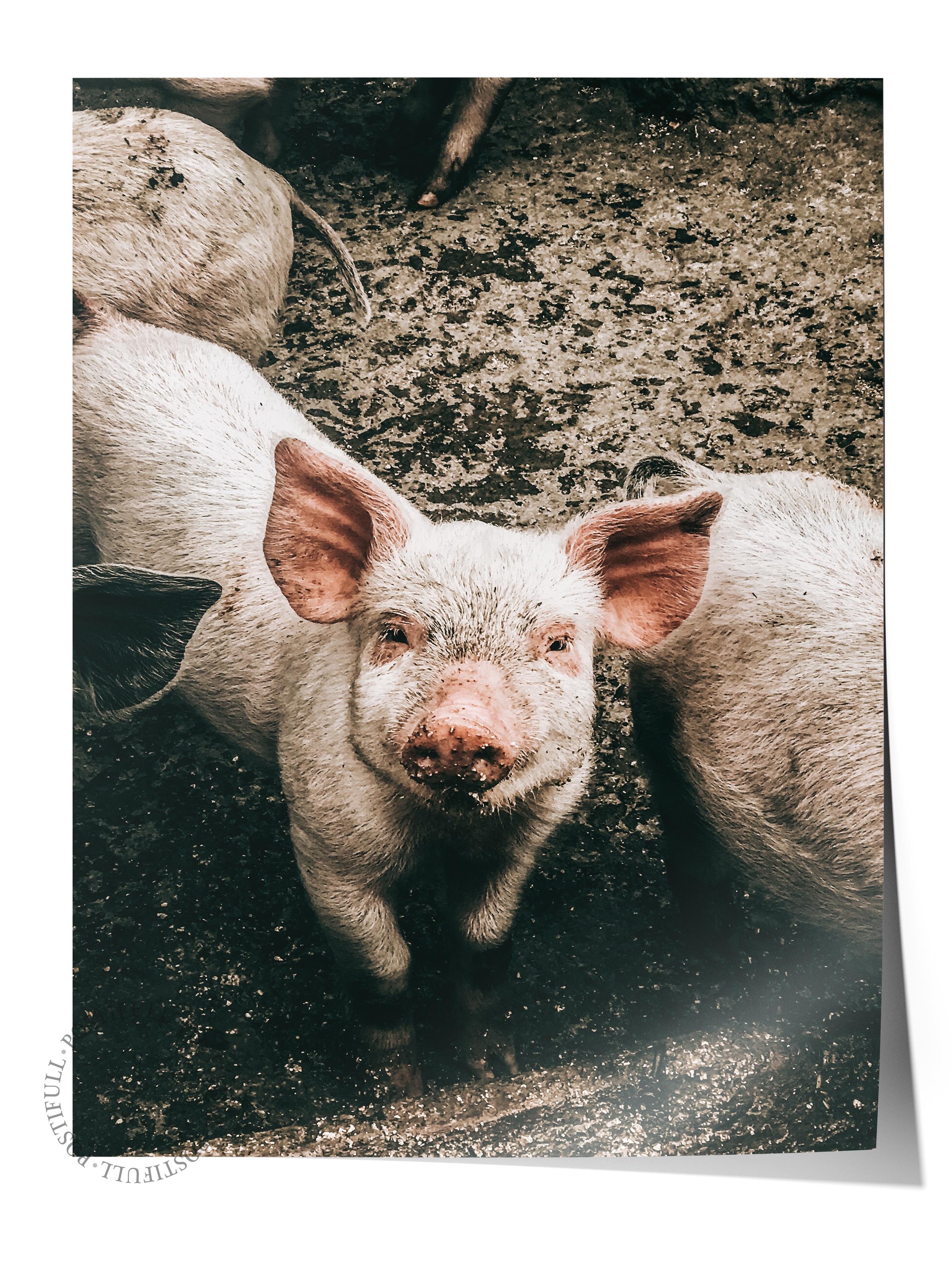 Rustic Çerçevesiz Poster, İskandinav Kahverengi Poster, NO:419 Domuzlar Fotoğraf