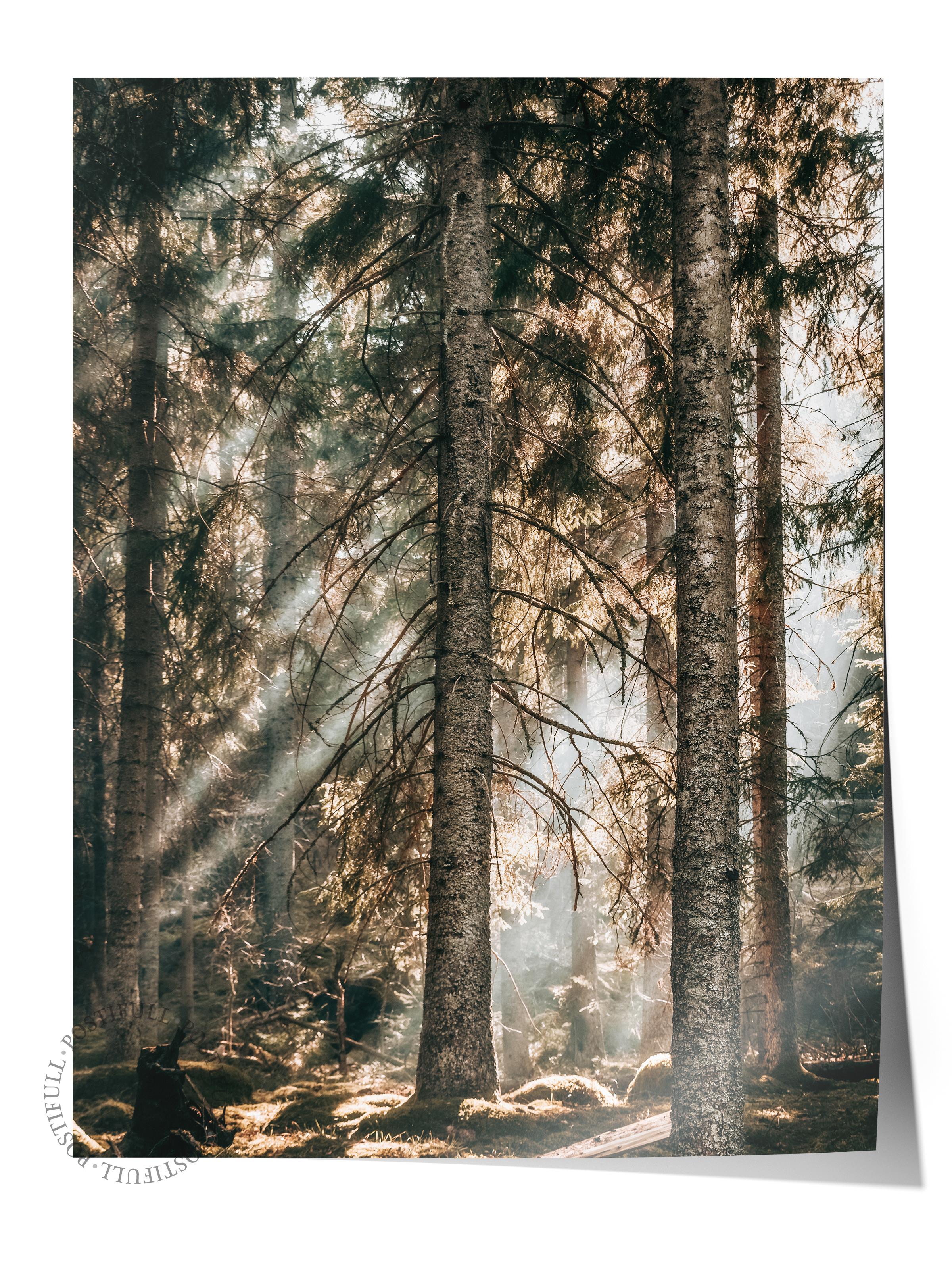 Rustic Çerçevesiz Poster, İskandinav Kahverengi Poster, NO:428 Orman Fotoğraf