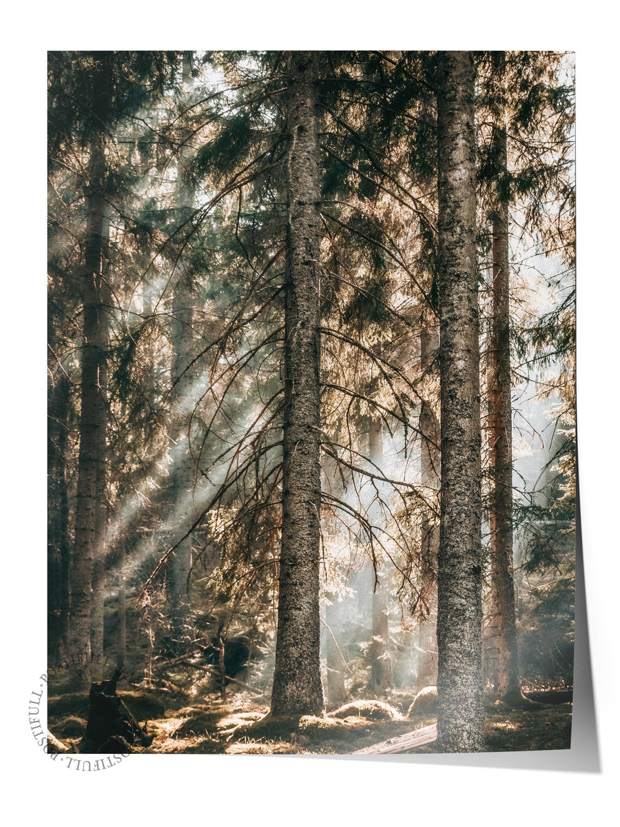 Orman Işıkları Rustic Çerçevesiz Poster