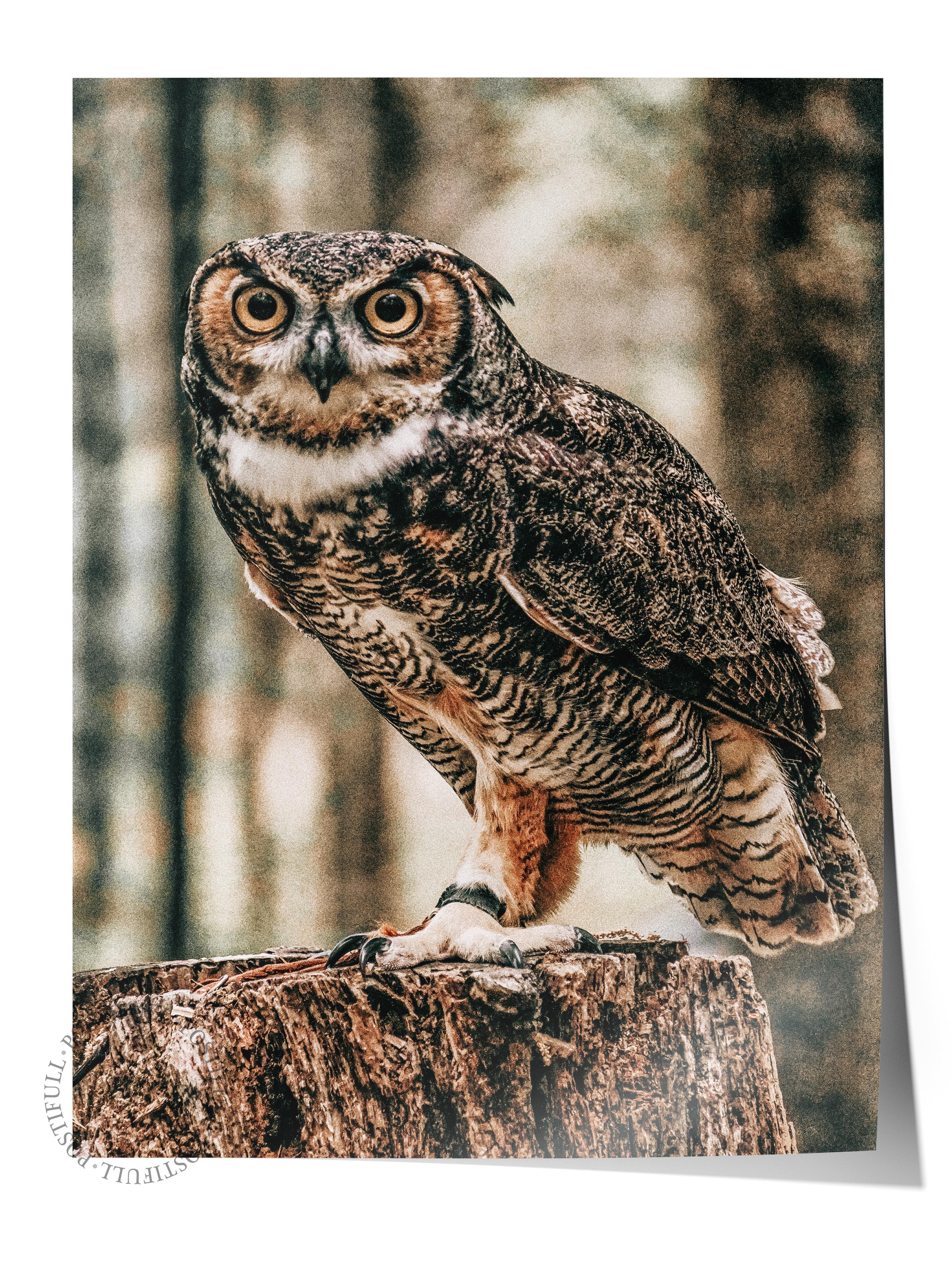 Rustic Çerçevesiz Poster, İskandinav Kahverengi Poster, NO:435 Baykuş Fotoğraf