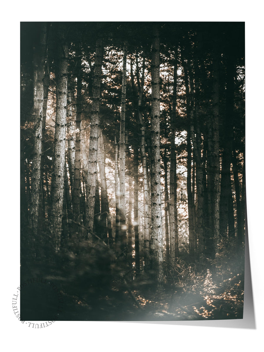 Rustic Çerçevesiz Poster, İskandinav Kahverengi Poster, NO:463 Orman Fotoğraf
