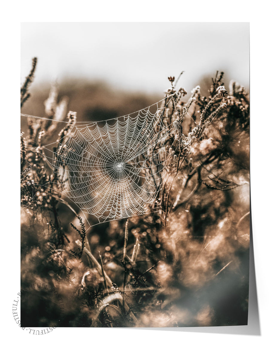 Örümcek Ağı ve Doğa Rustic Çerçevesiz Poster