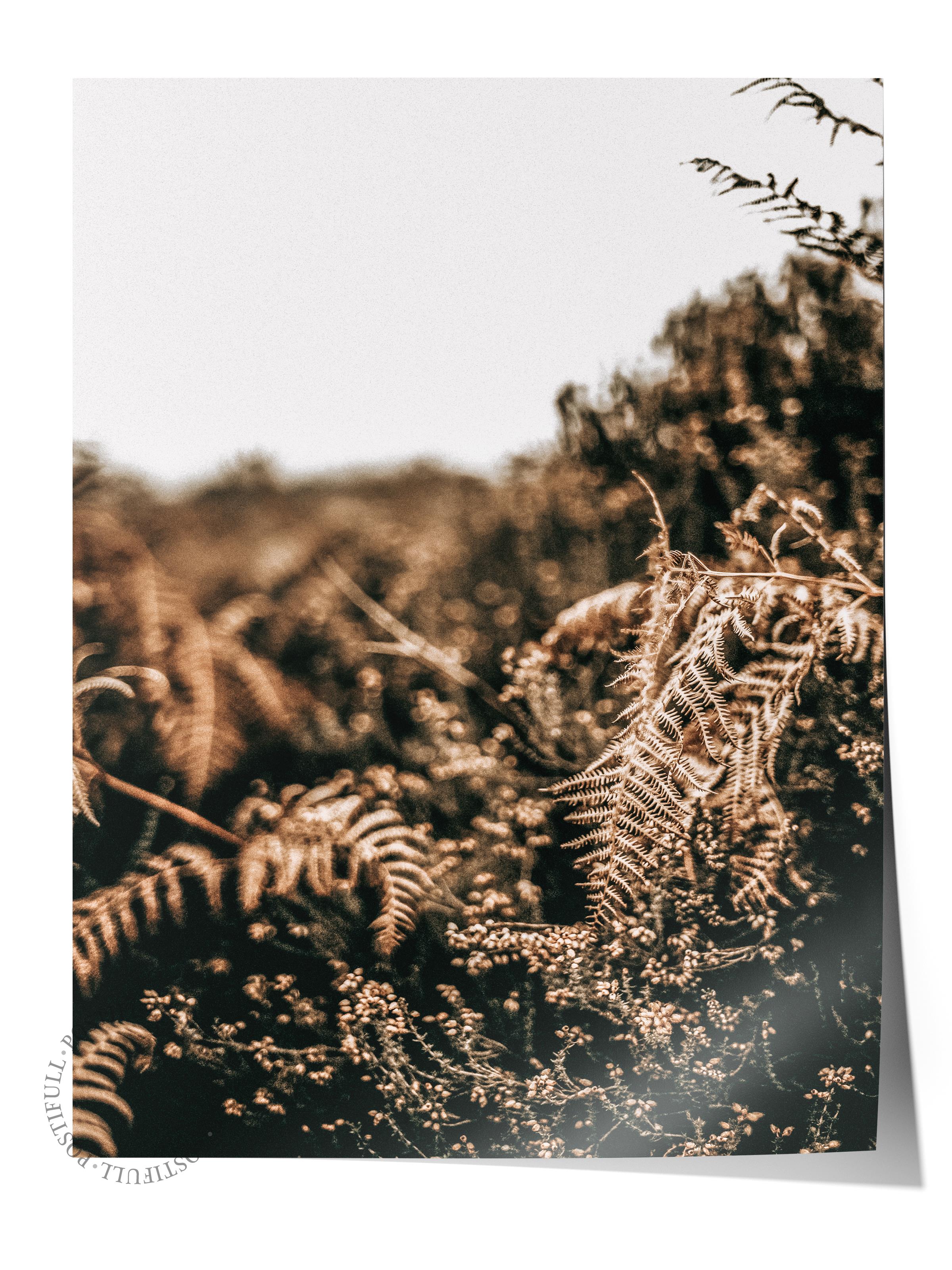 Rustic Çerçevesiz Poster, İskandinav Kahverengi Poster, NO:466 Eğrelti Otu Fotoğraf