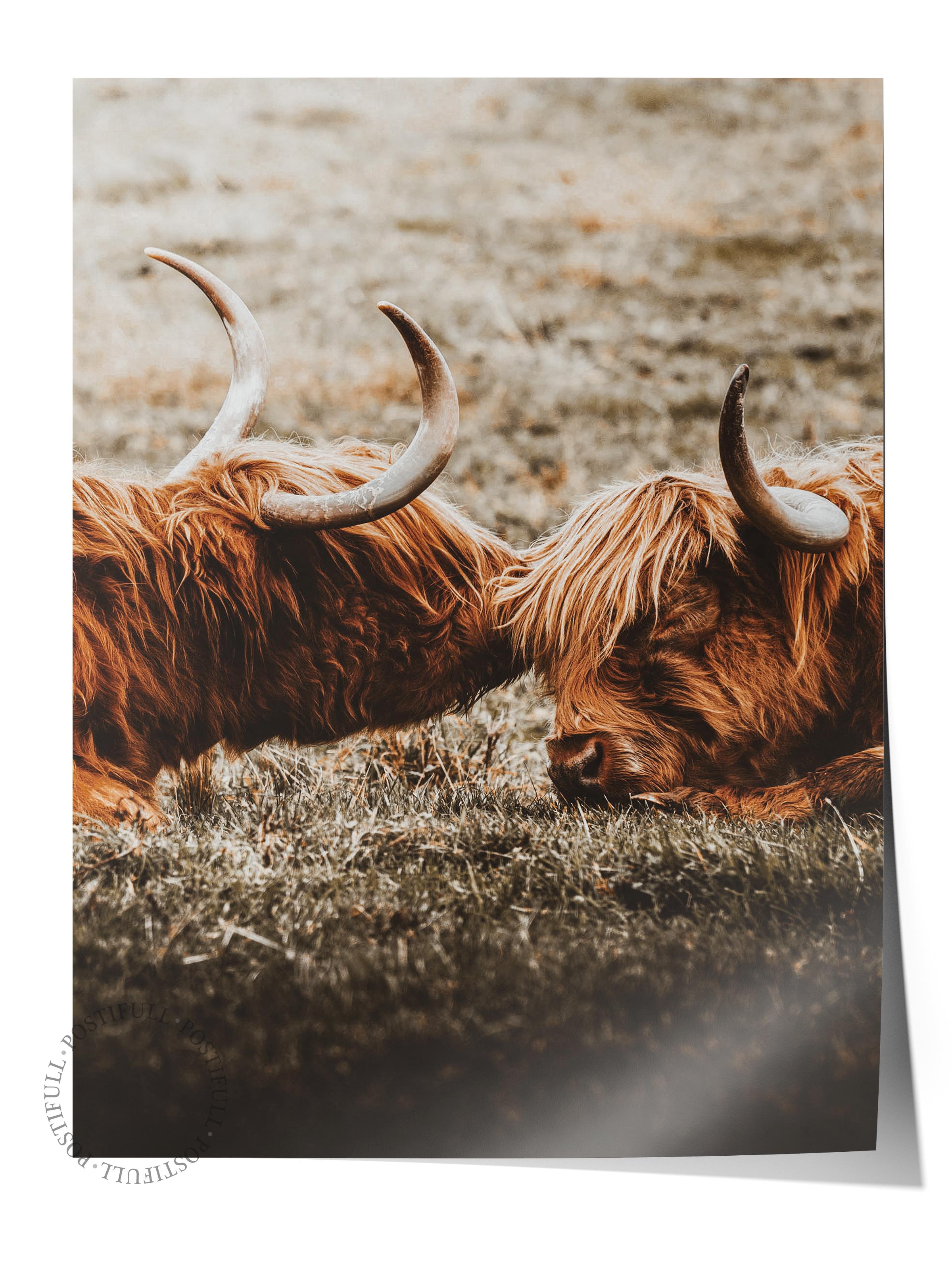 Rustic Çerçevesiz Poster, İskandinav Kahverengi Poster, NO:56 İnek Çifti Fotoğraf, Dikey