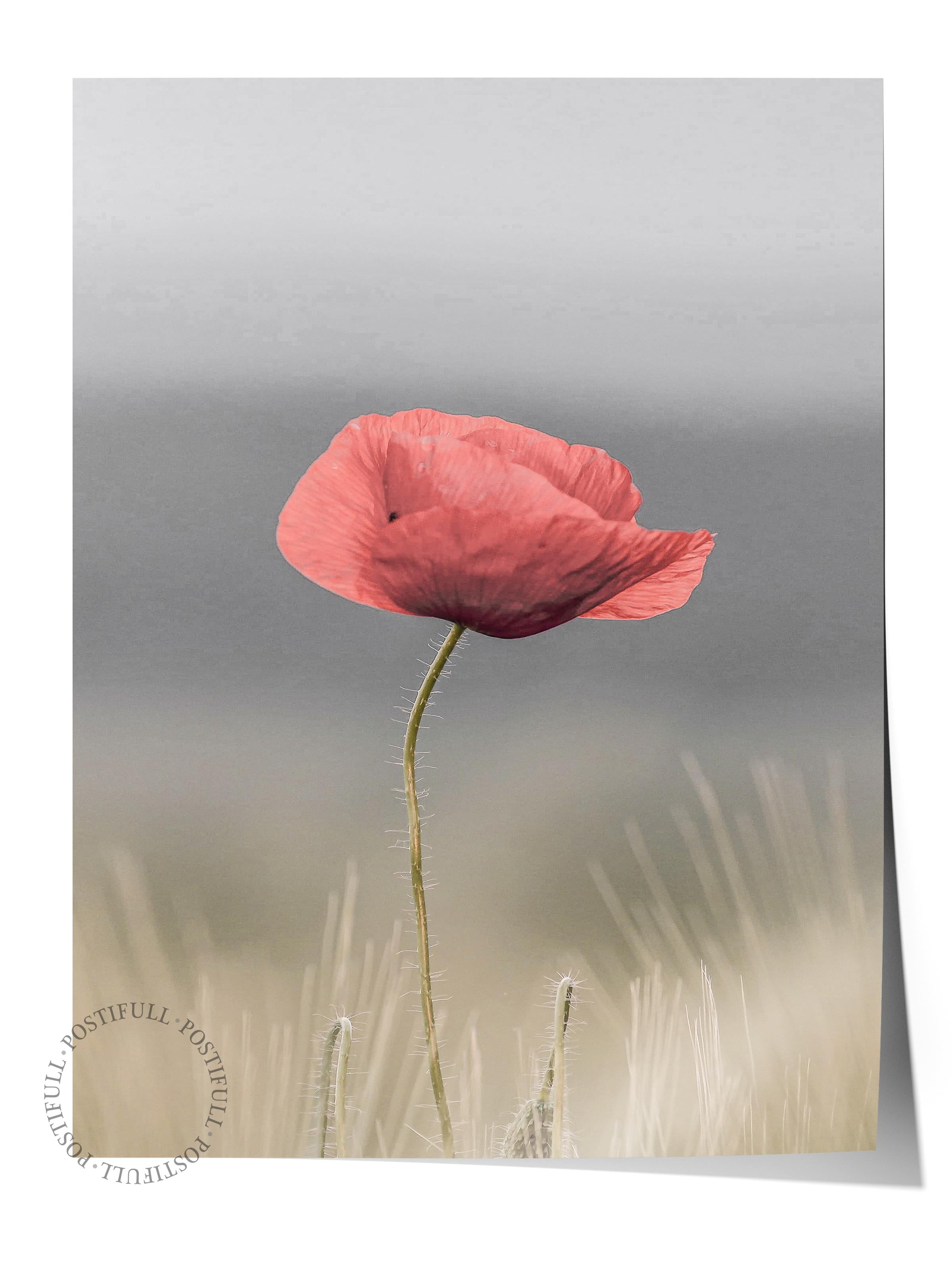 Rustic Çerçevesiz Poster, İskandinav Kırmızı Poster, NO:306 Gelincik Çiçeği Fotoğraf, Dikey
