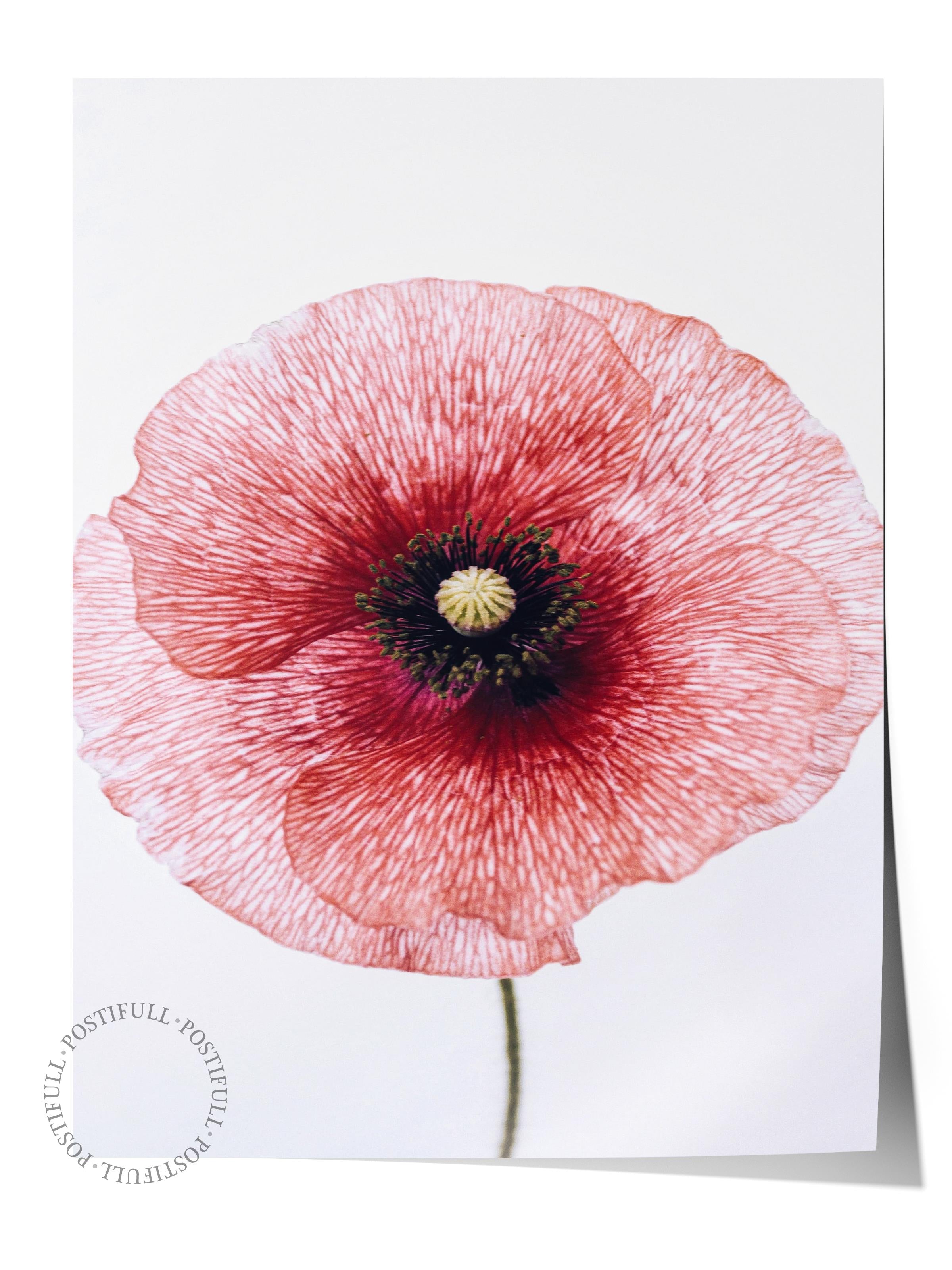 Rustic Çerçevesiz Poster, İskandinav Kırmızı Poster, NO:391 Gelincik Çiçeği Fotoğraf