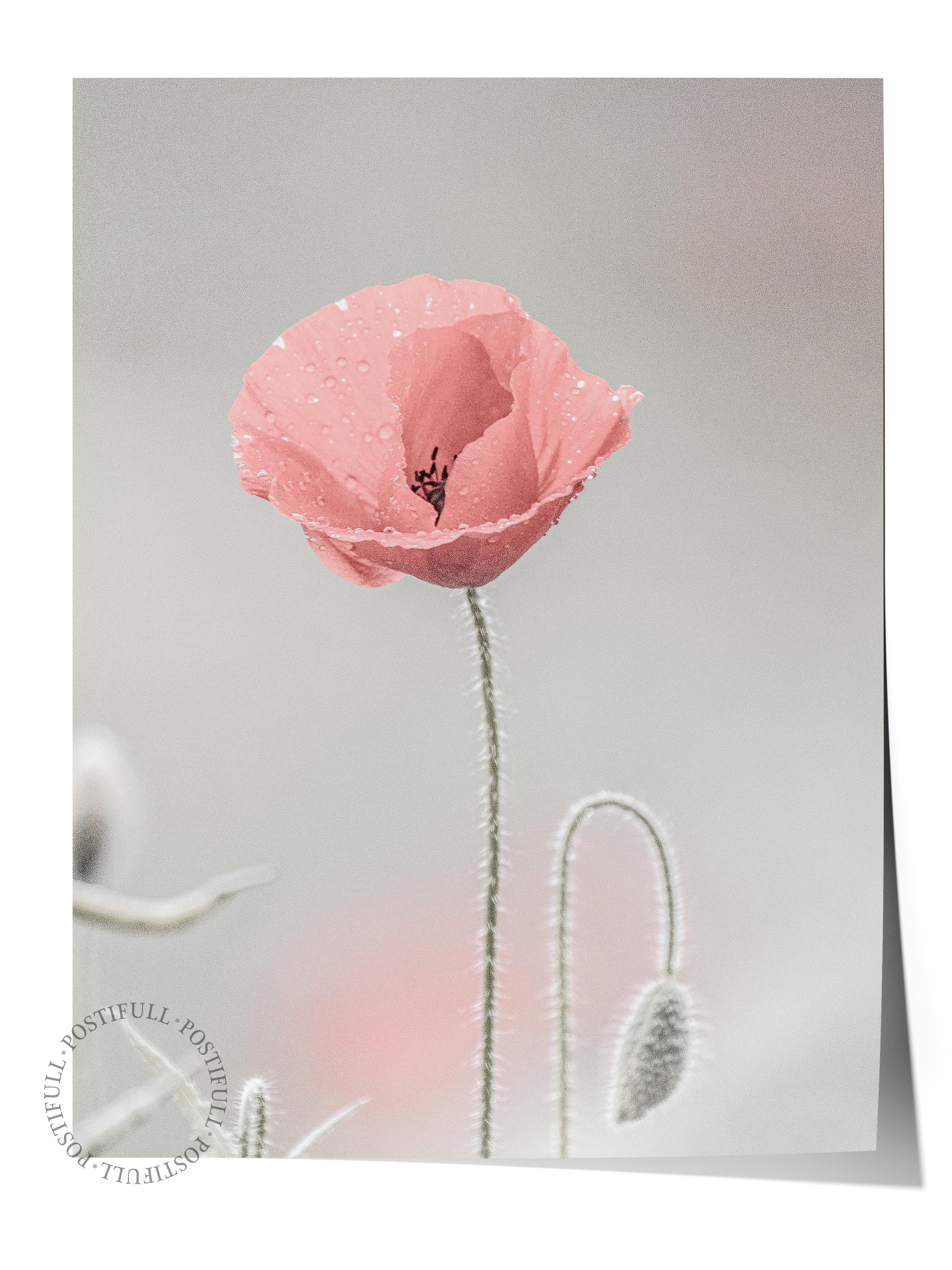 Rustic Çerçevesiz Poster, İskandinav Kırmızı Poster, NO:397 Gelincik Çiçeği Fotoğraf