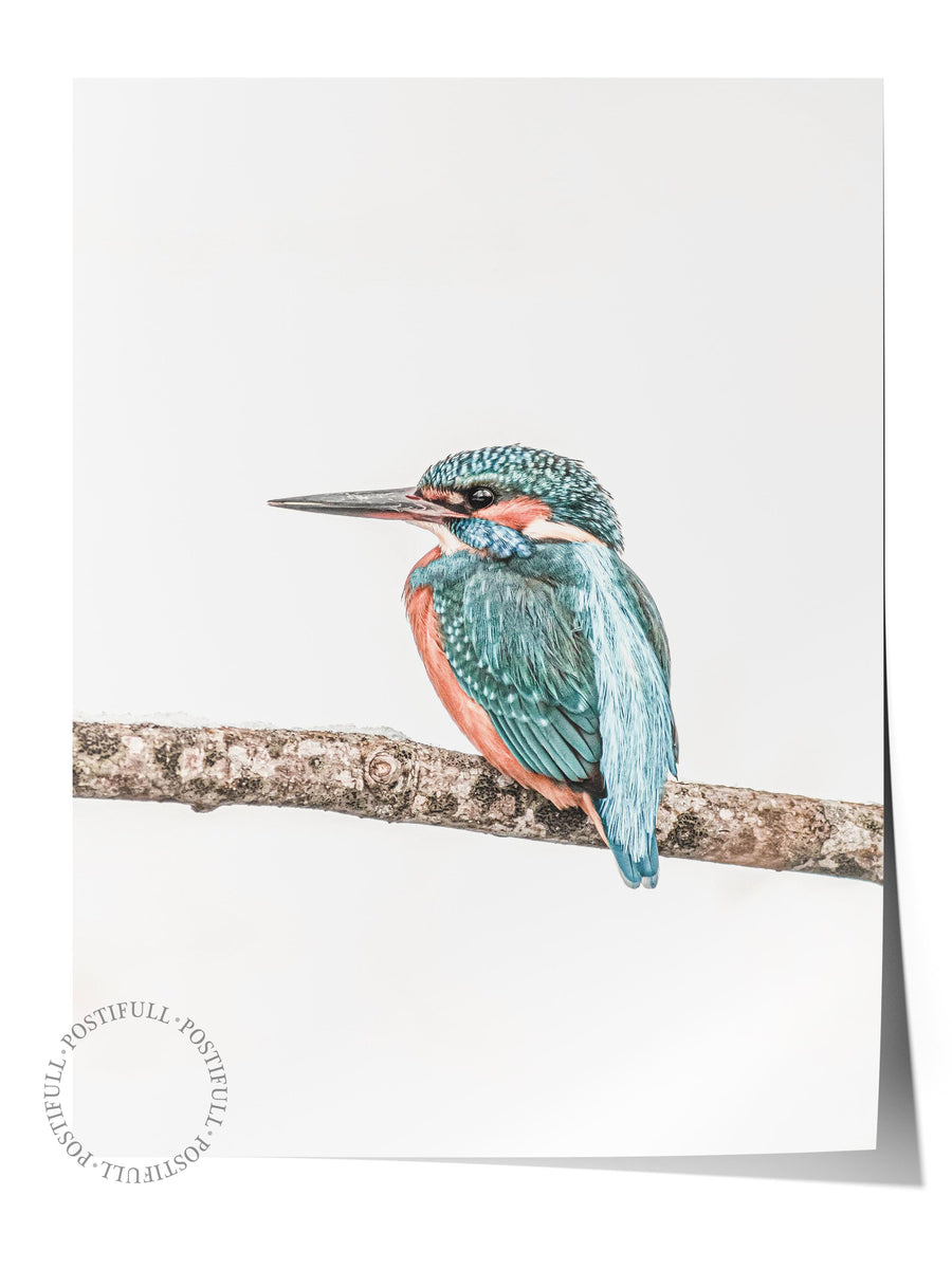 Ağaç Dalında Renkli Kuş Rustic Çerçevesiz Poster