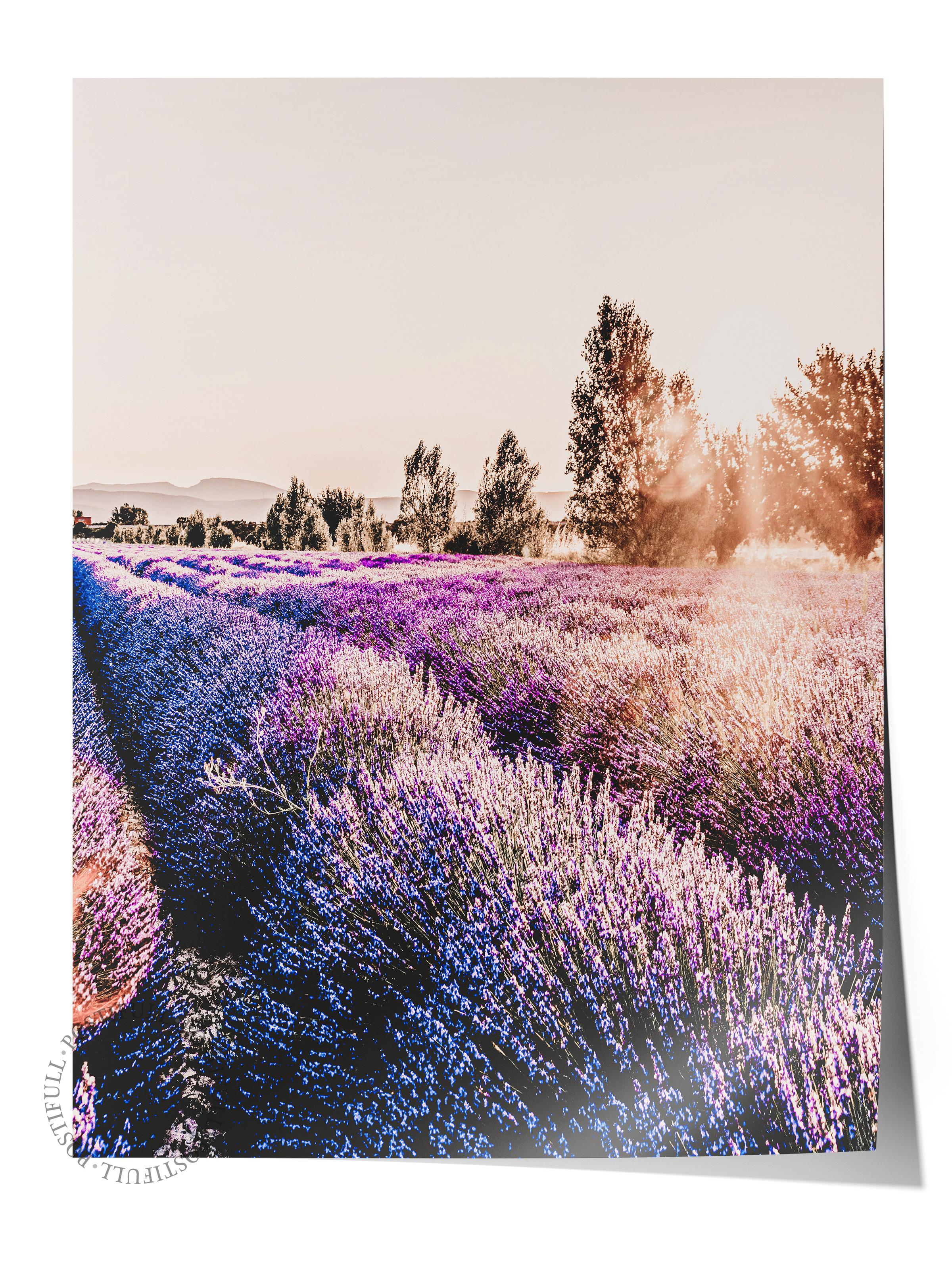 Rustic Çerçevesiz Poster, İskandinav Mor Poster, NO:310 Lavanta Tarlası Fotoğraf, Dikey