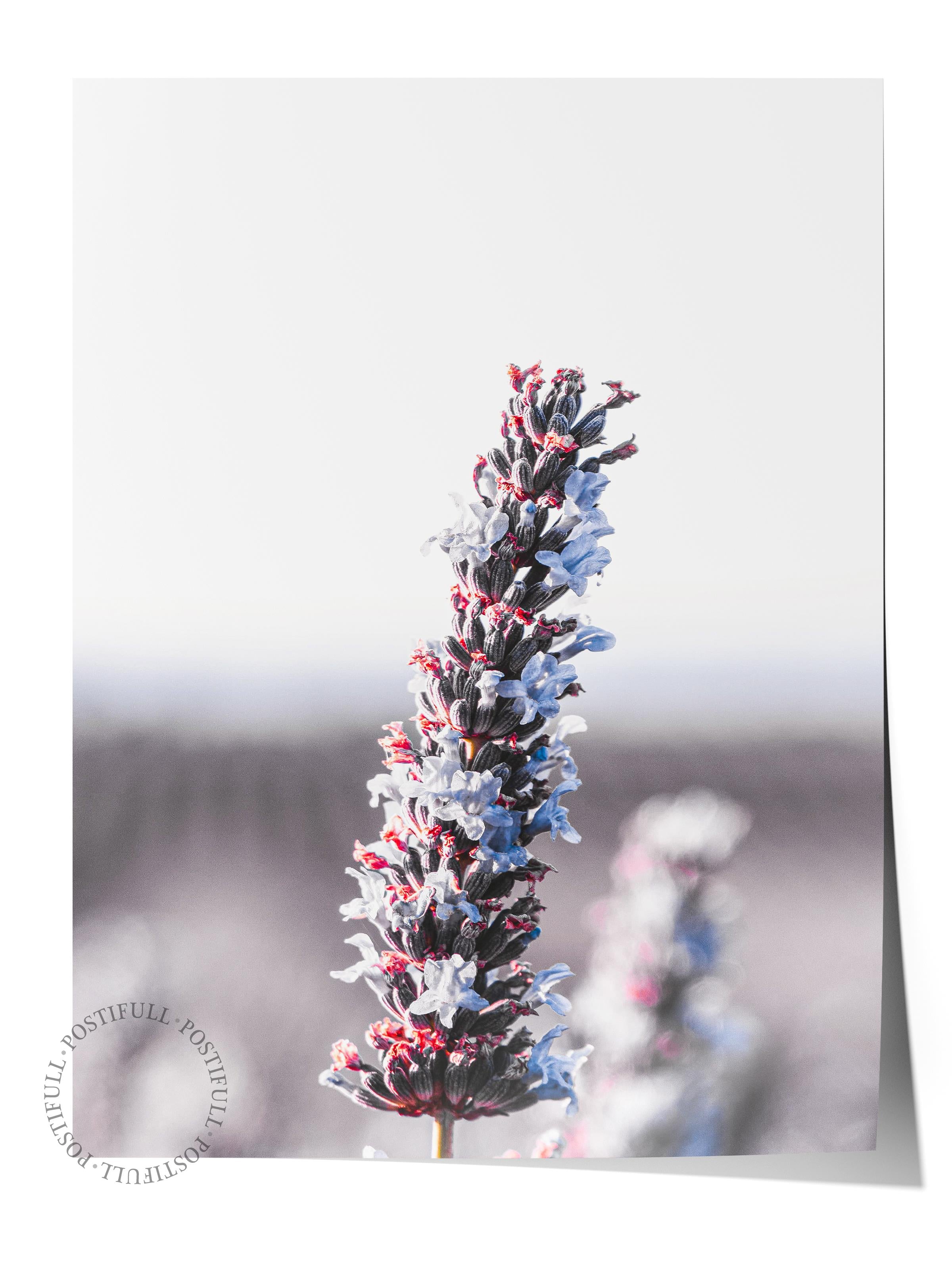 Rustic Çerçevesiz Poster, İskandinav Mor Poster, NO:314 Lavanta Fotoğraf, Dikey