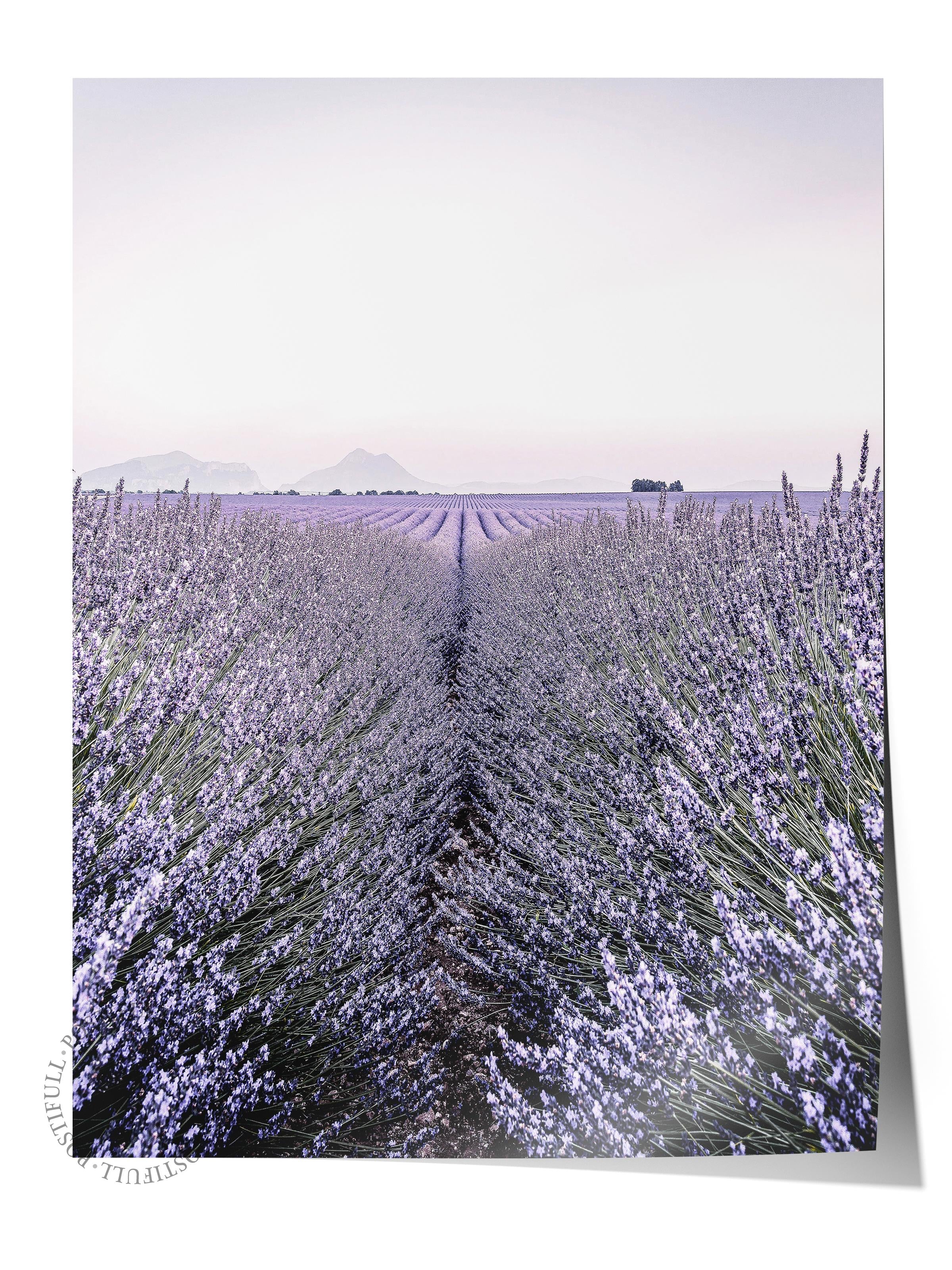 Rustic Çerçevesiz Poster, İskandinav Mor Poster, NO:321 Lavanta Tarlası Fotoğraf, Dikey