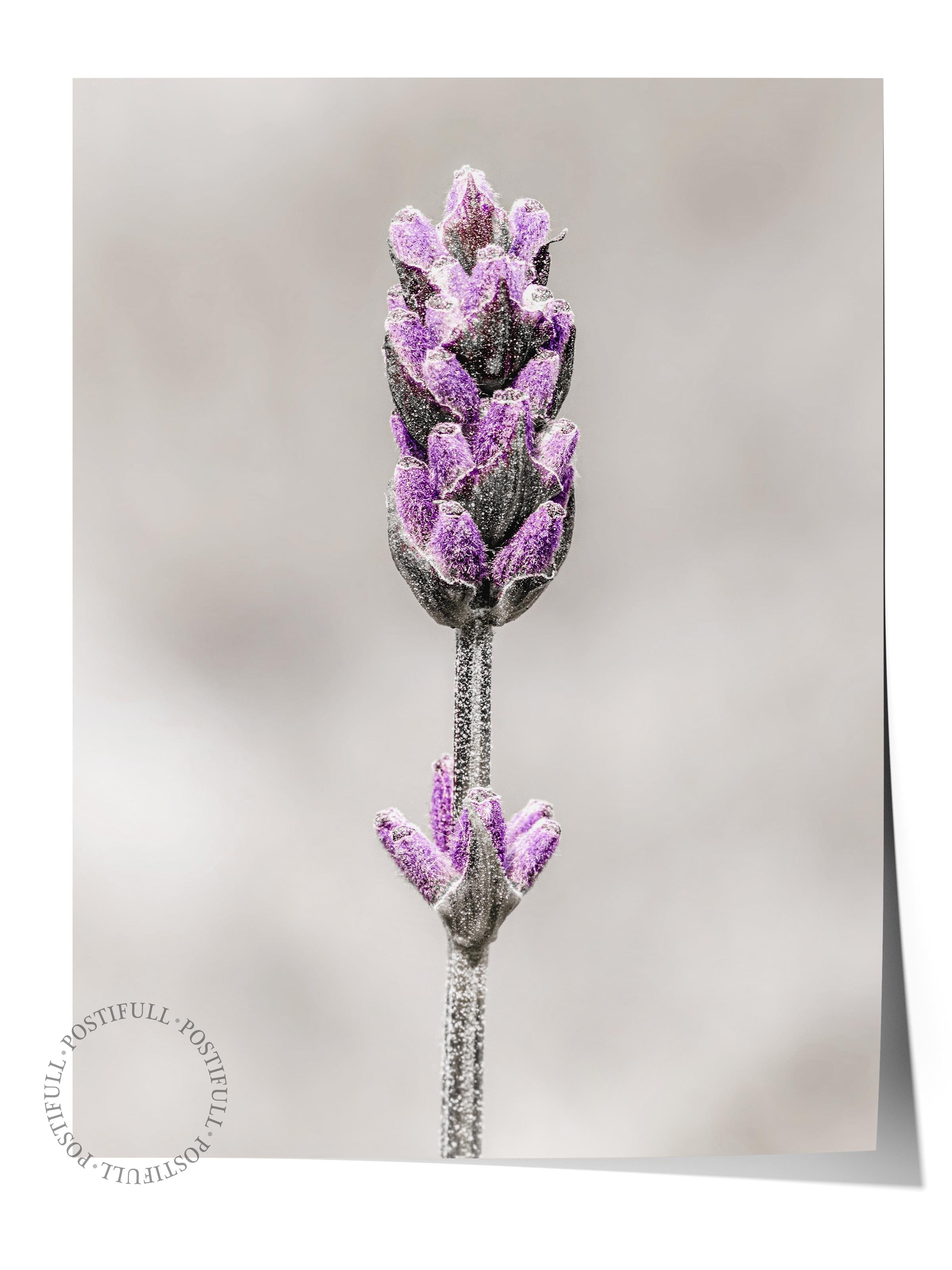 Rustic Çerçevesiz Poster, İskandinav Mor Poster, NO:331 Lavanta Fotoğraf, Dikey