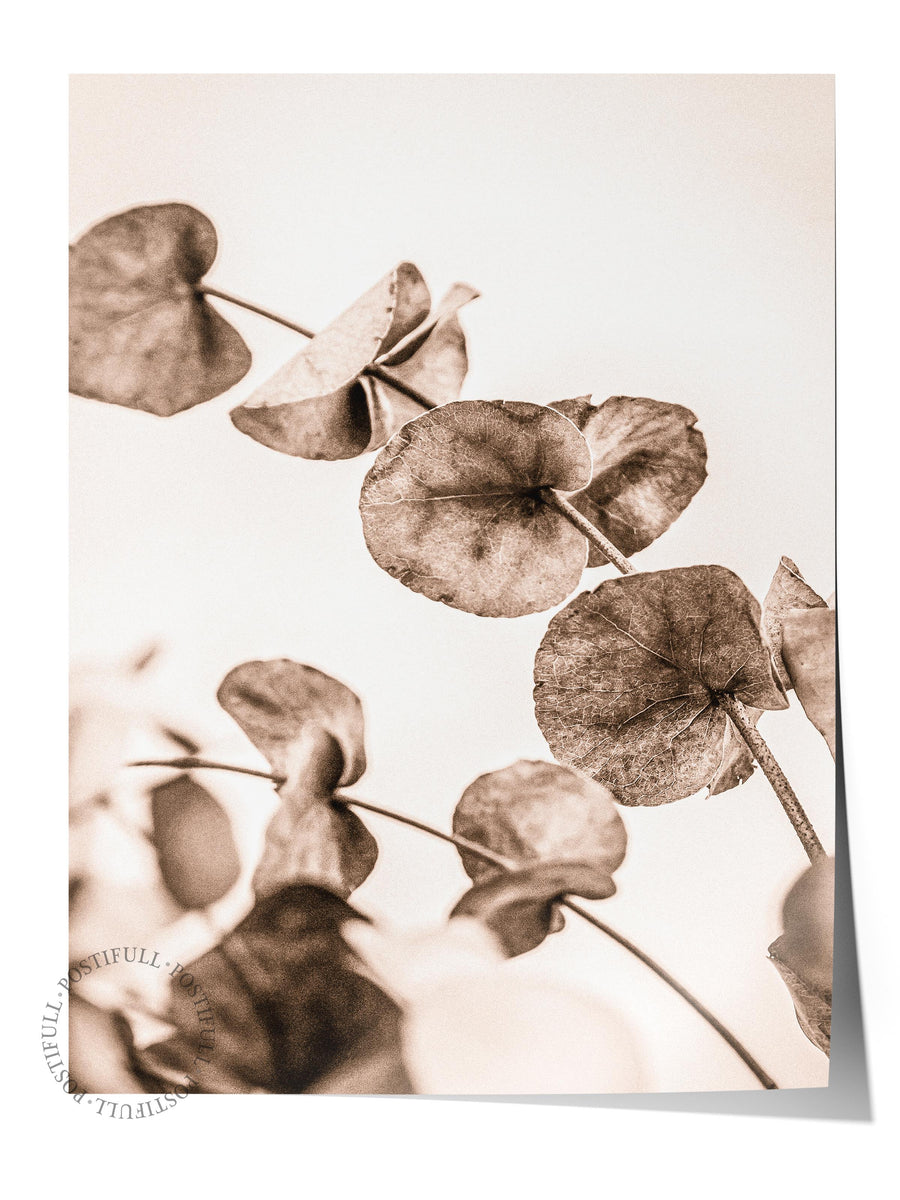 Kurumuş Eucalyptus Yaprakları Rustic Çerçevesiz Poster