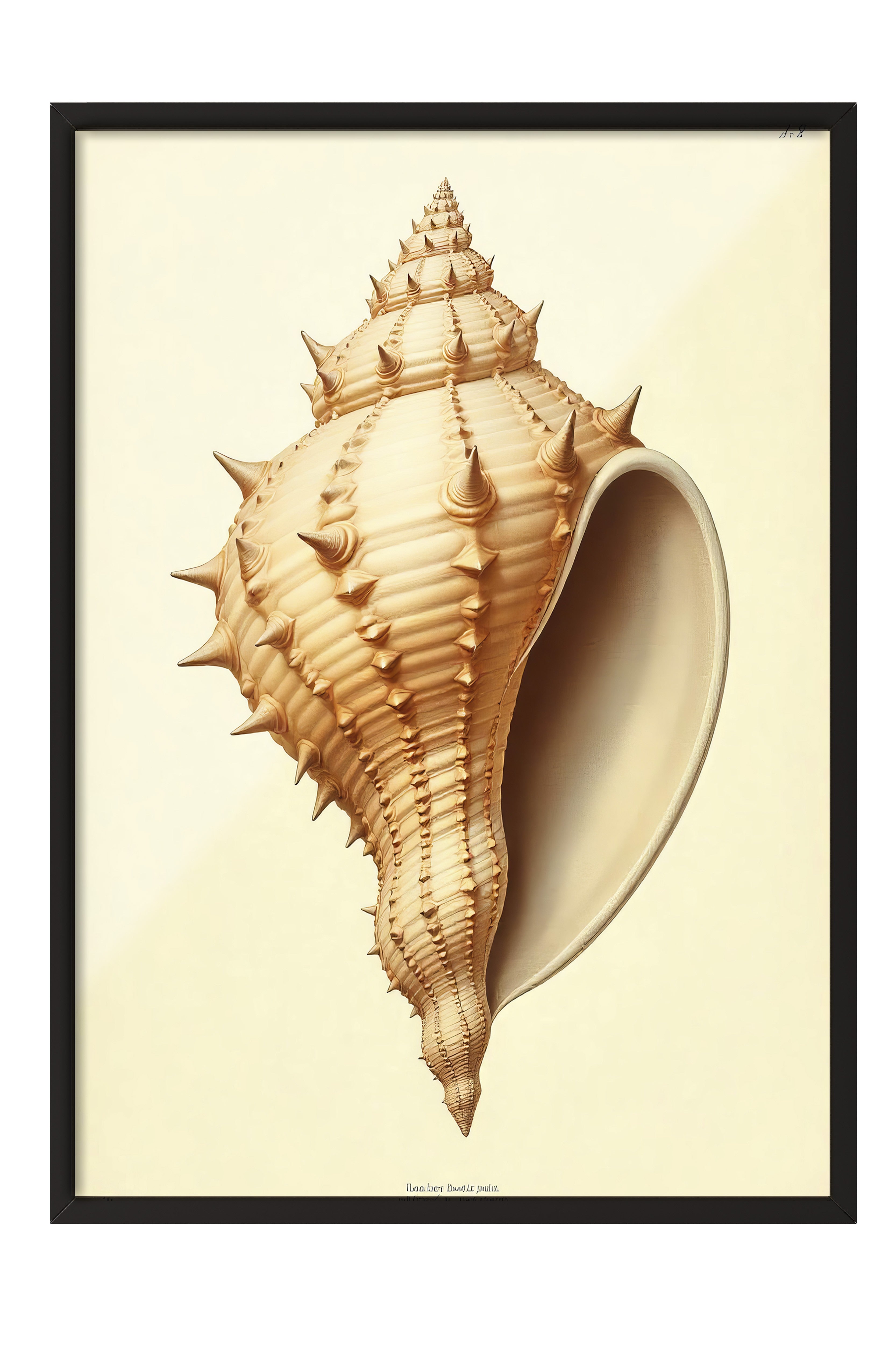 Siyah Çerçeveli Poster, Deniz Kabuğu, İllüstrasyon, Kahverengi Renk Poster, 2025 Yaz Seçkisi, NO:109602